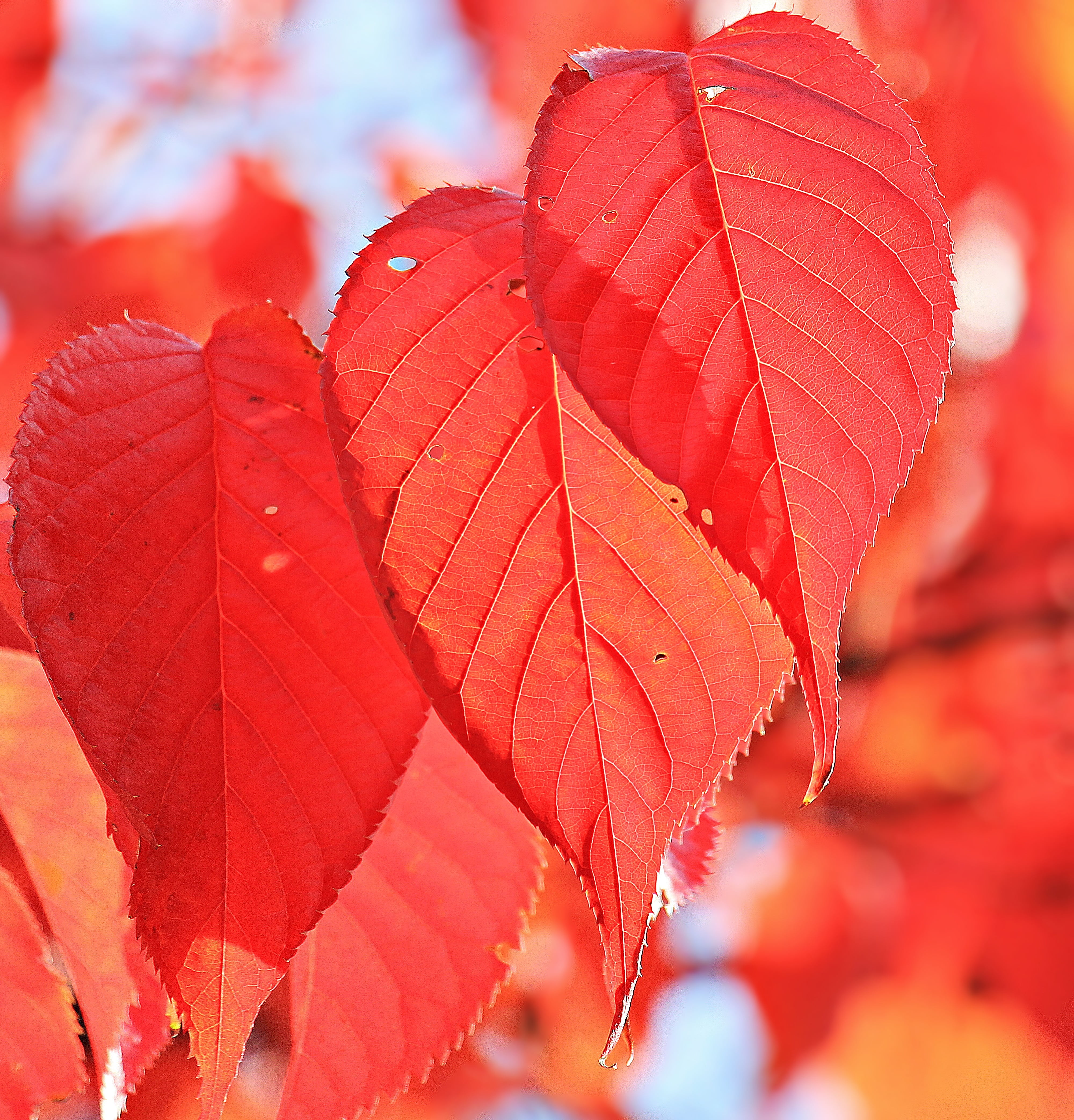 emerge, autumn greetings, greeting card, mood, maple leaf, fall color, bright red, autumn colours, colorful, autumn, focus on foreground, change, day, deris, Phone HD Wallpaper
