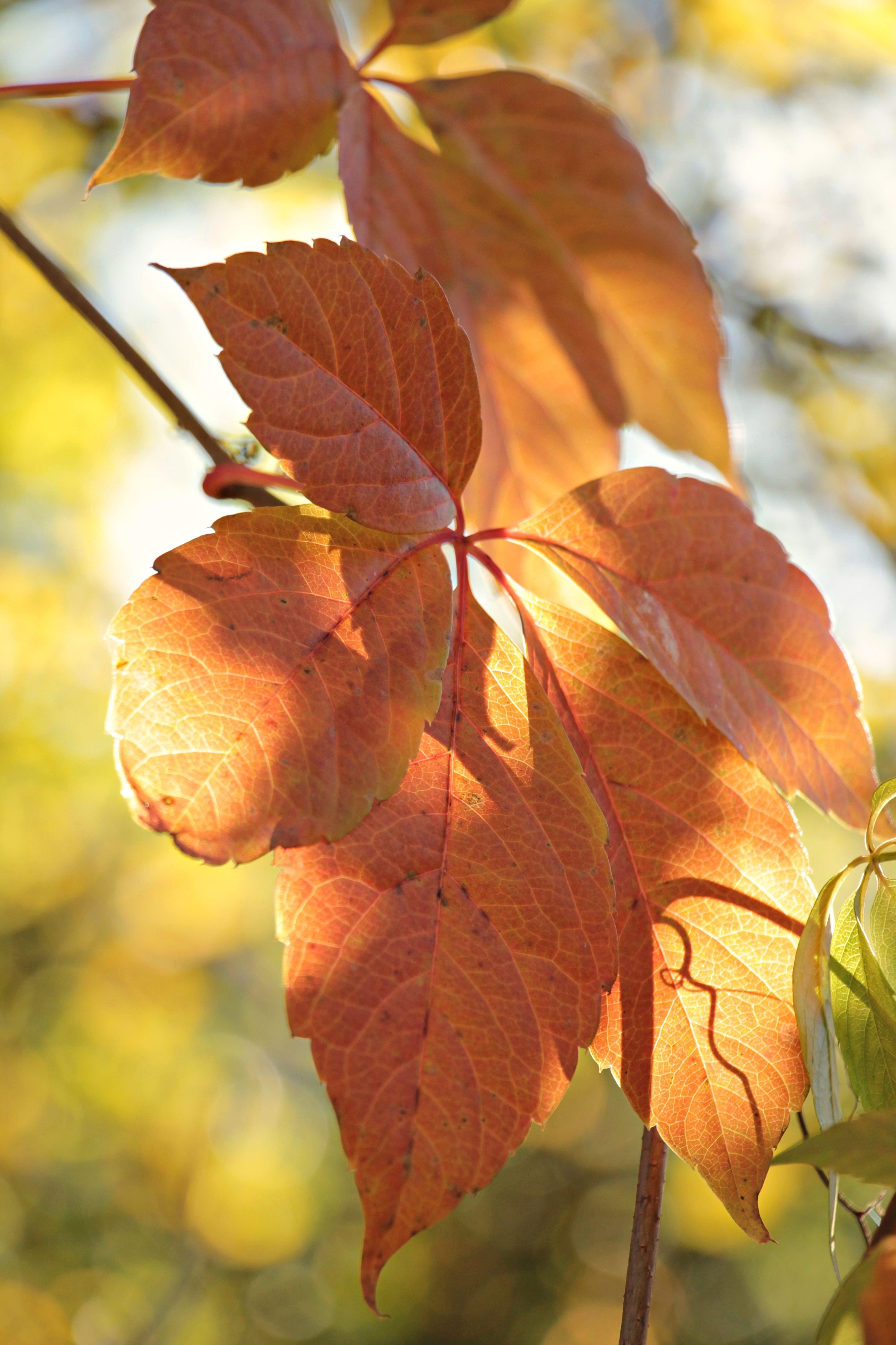 yellow, beauty in nature, leaf coloring, change, fall color, sunlight, shot, day, branches, coloring, focus on foreground, maple leaf, micro, bright, autumn, Phone HD Wallpaper