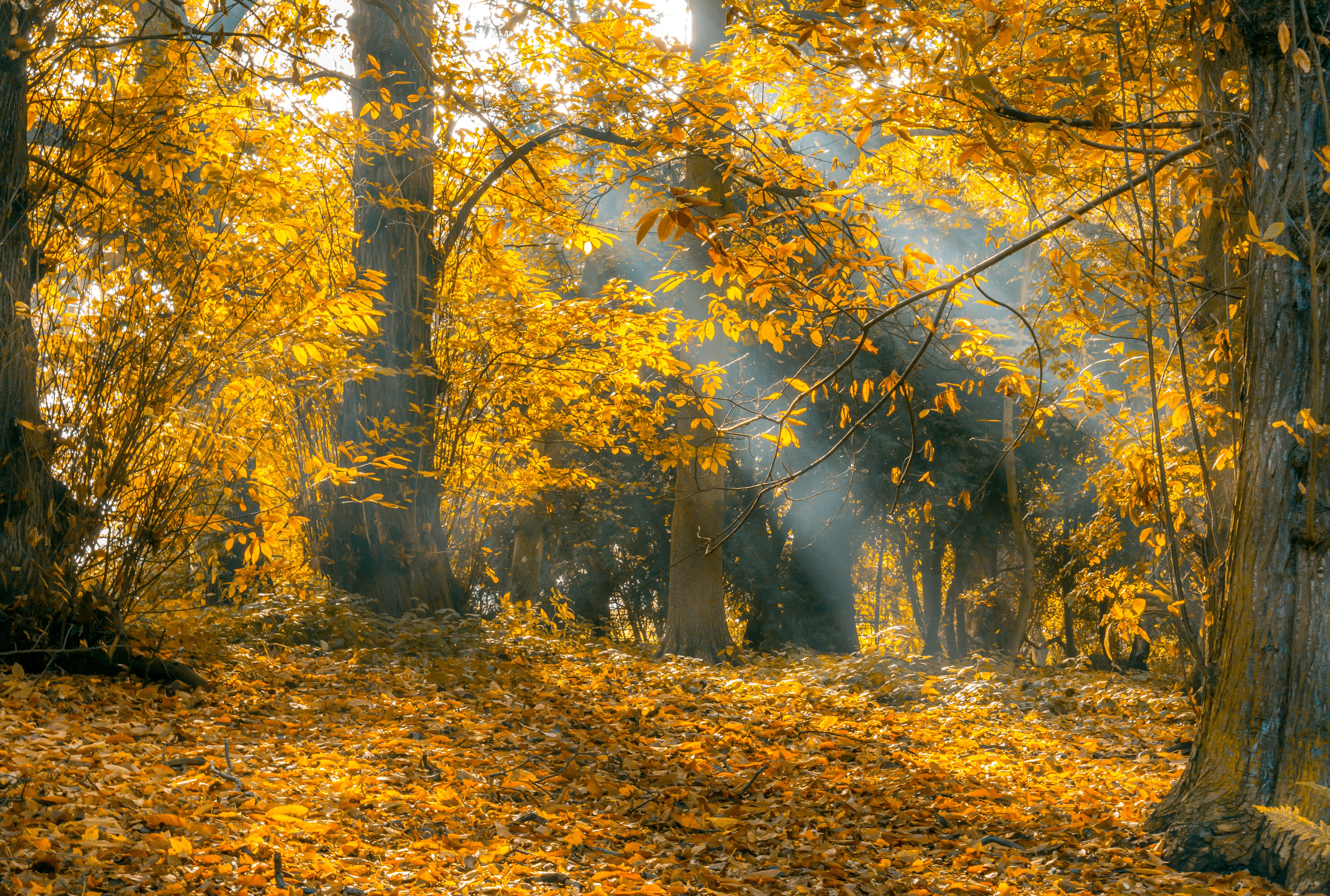tranquil scene, tree, change, color Image, multi Colored, nature, autumn leaves, orange, foliage, autumn collection, growth, landscape, tree trunk, orange Color, HD Wallpaper