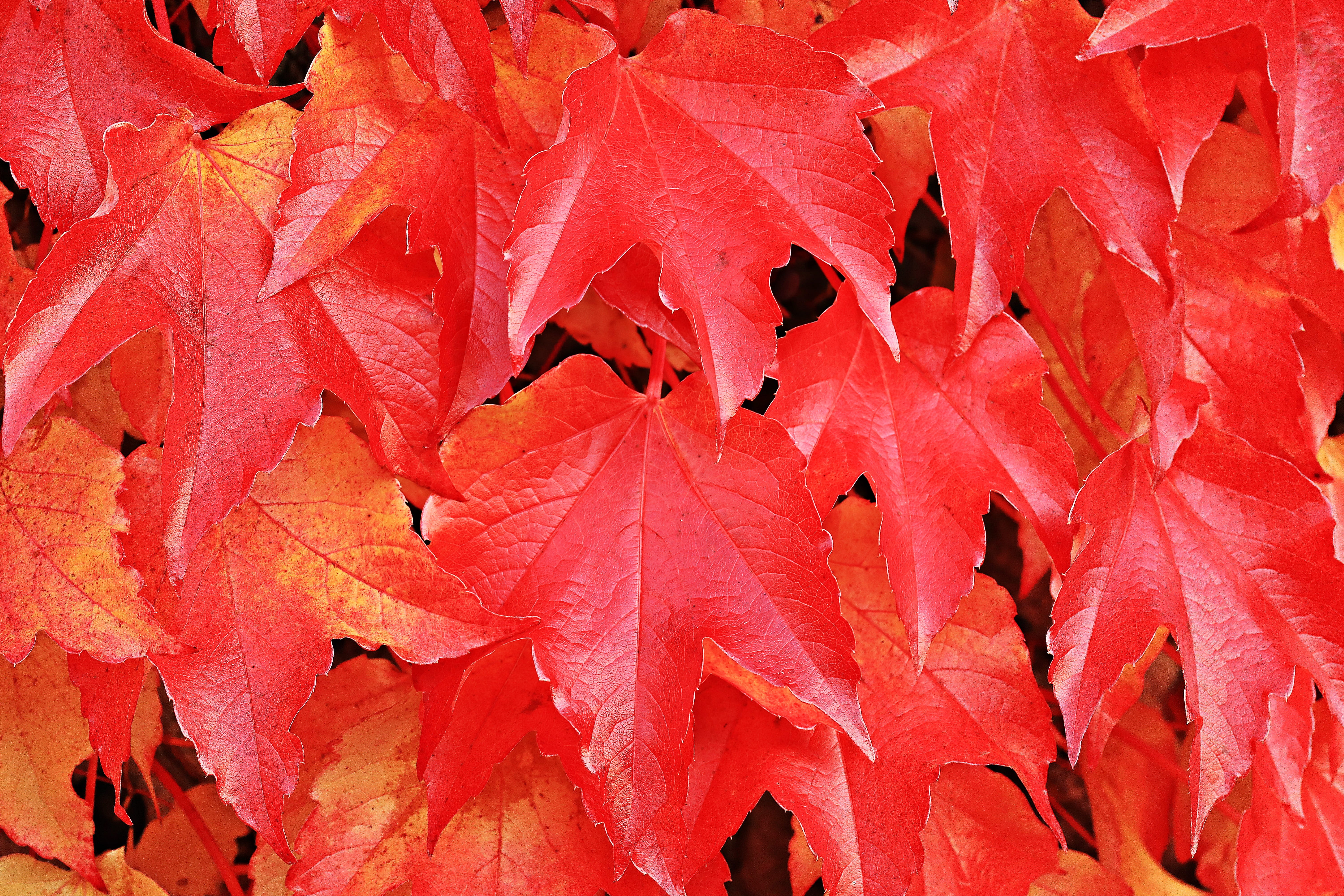 maple, autumn motive, wall, plant part, no people, autumn mood, vibrant color, hedera helix, plant, leaves, growth, red, vine leaves, background image, HD Wallpaper