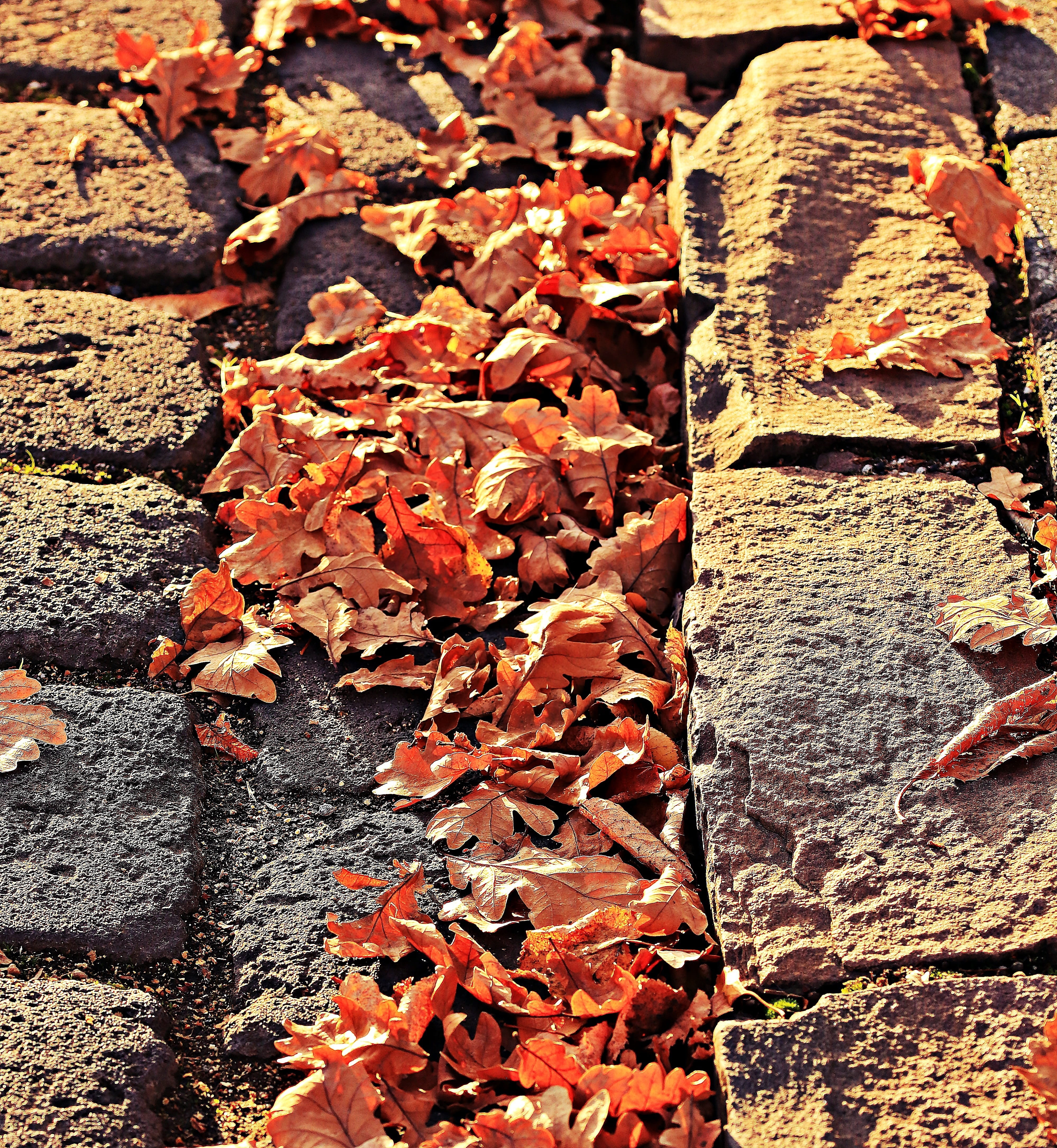 abundance, fall foliage, fallen, beauty in nature, leaf, full frame, fall leaves, brown, textured, fall, natural condition, fall color, 4K, golden autumn, Phone HD Wallpaper