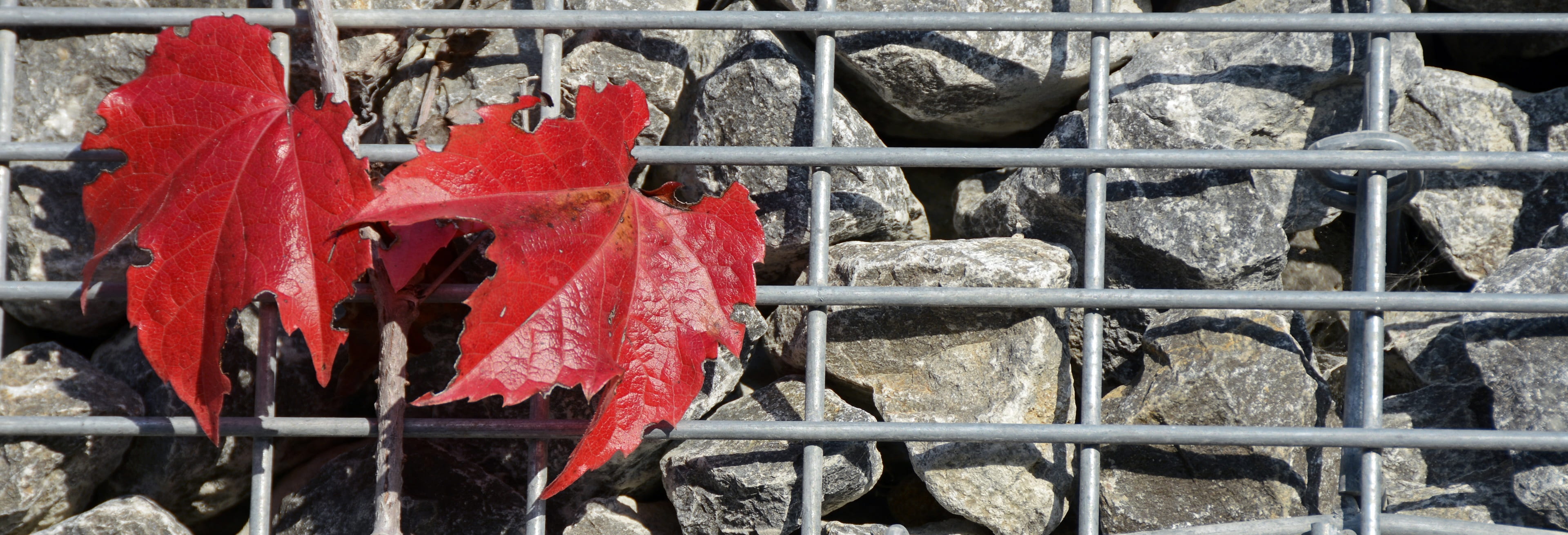 entwine, animal, plant, fall color, fall leaves, grid, boundary, grey, fence, solid, day, autumn motive, barrier, metal, photo, close-up, safety, nature, HD Wallpaper