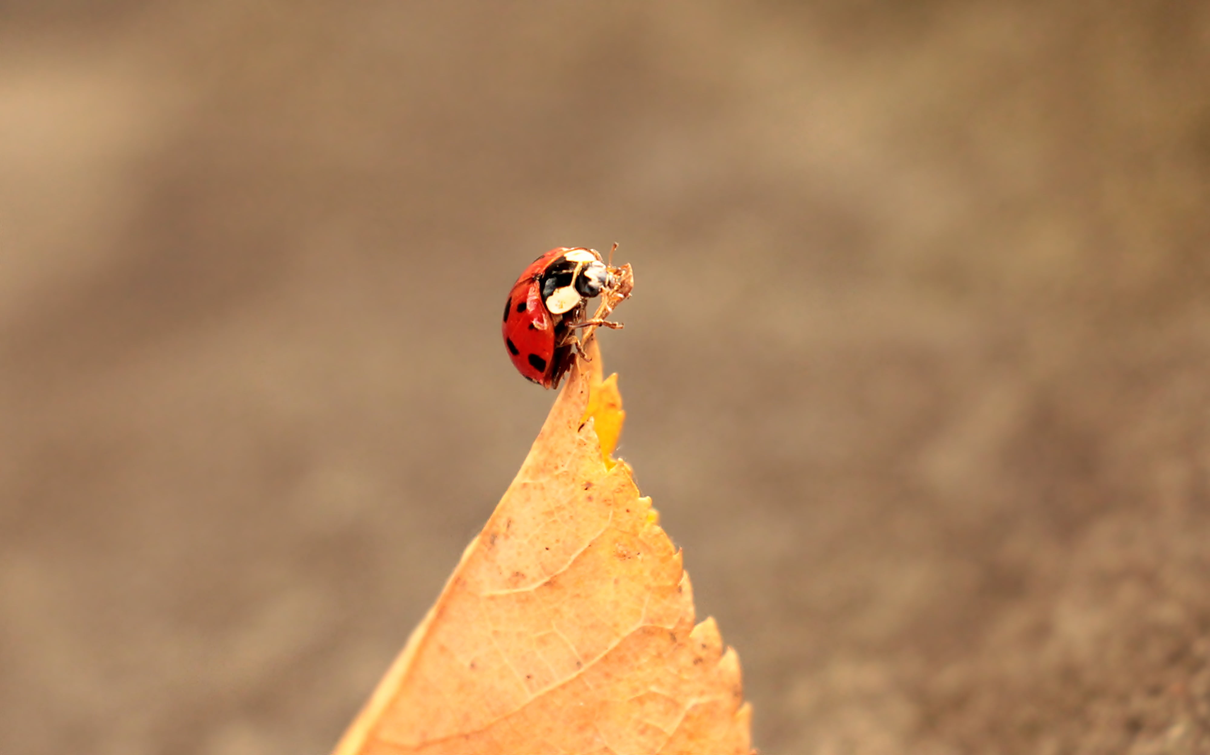 fall color, no people, outdoor, stone, yellow, small, coloring, sunny, sun, outdoors, golden autumn, close-up, background image, lucky ladybug, autumn colours, HD Wallpaper