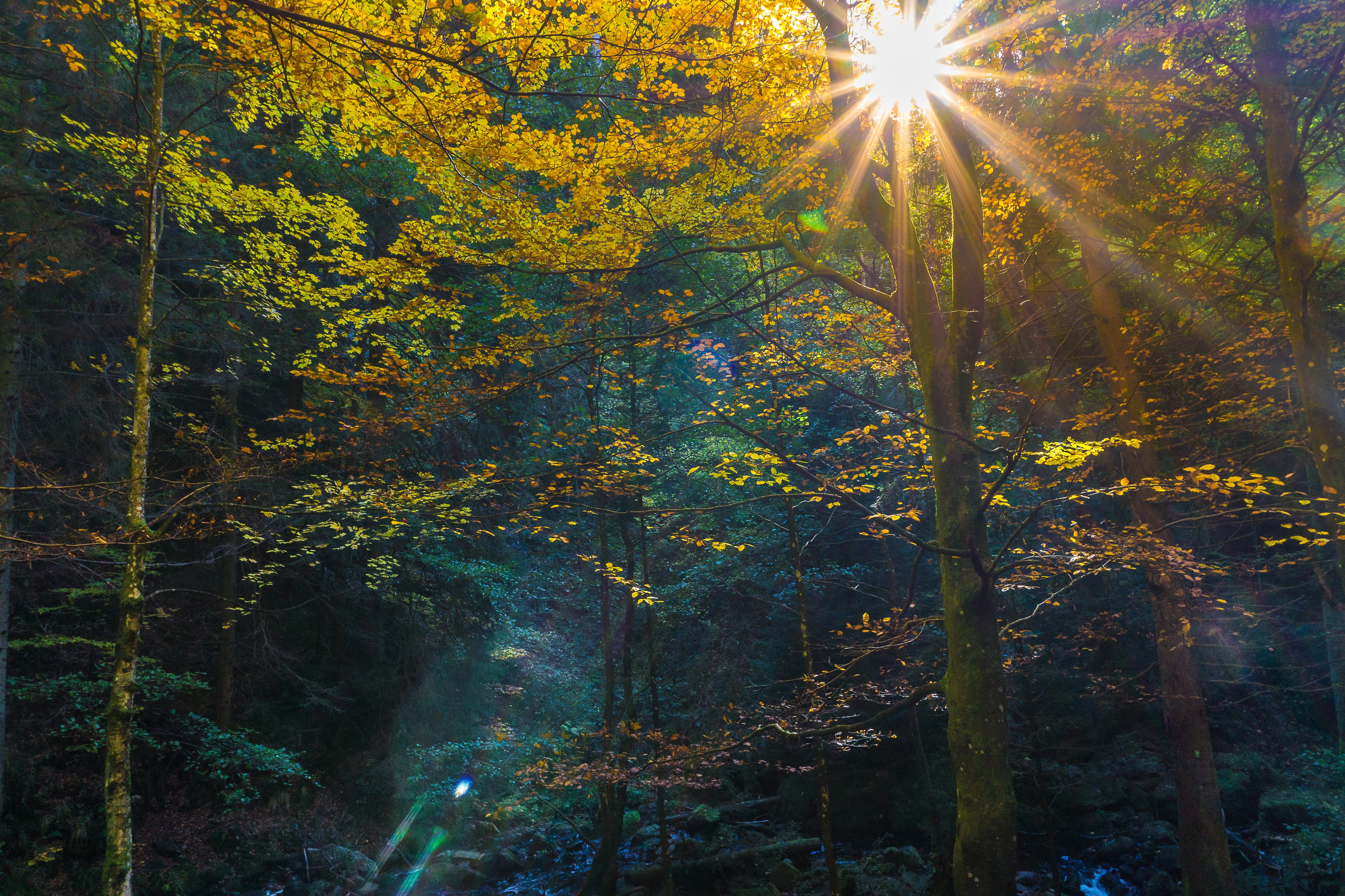 forest floor, beauty in nature, non-urban scene, late summer, forest, evening sky, growth, color, tree, yellow, streaming, away, fog, moss, no people, sunset, HD Wallpaper