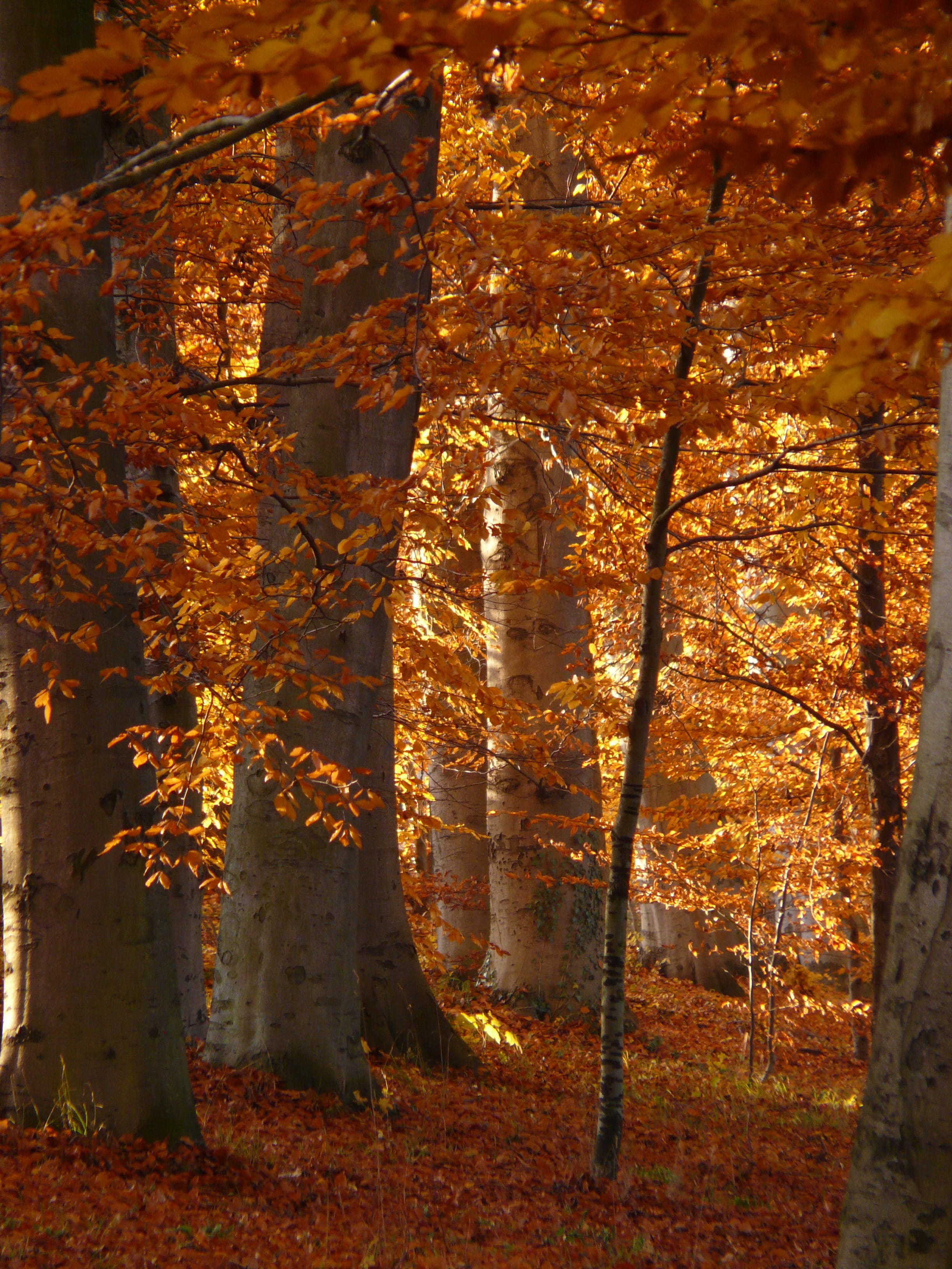 red, color Image, leaf, photography, day, autumn forest, landscape, non-urban scene, gold Colored, green, sun, fall, trees, park - Man Made Space, color, Phone HD Wallpaper