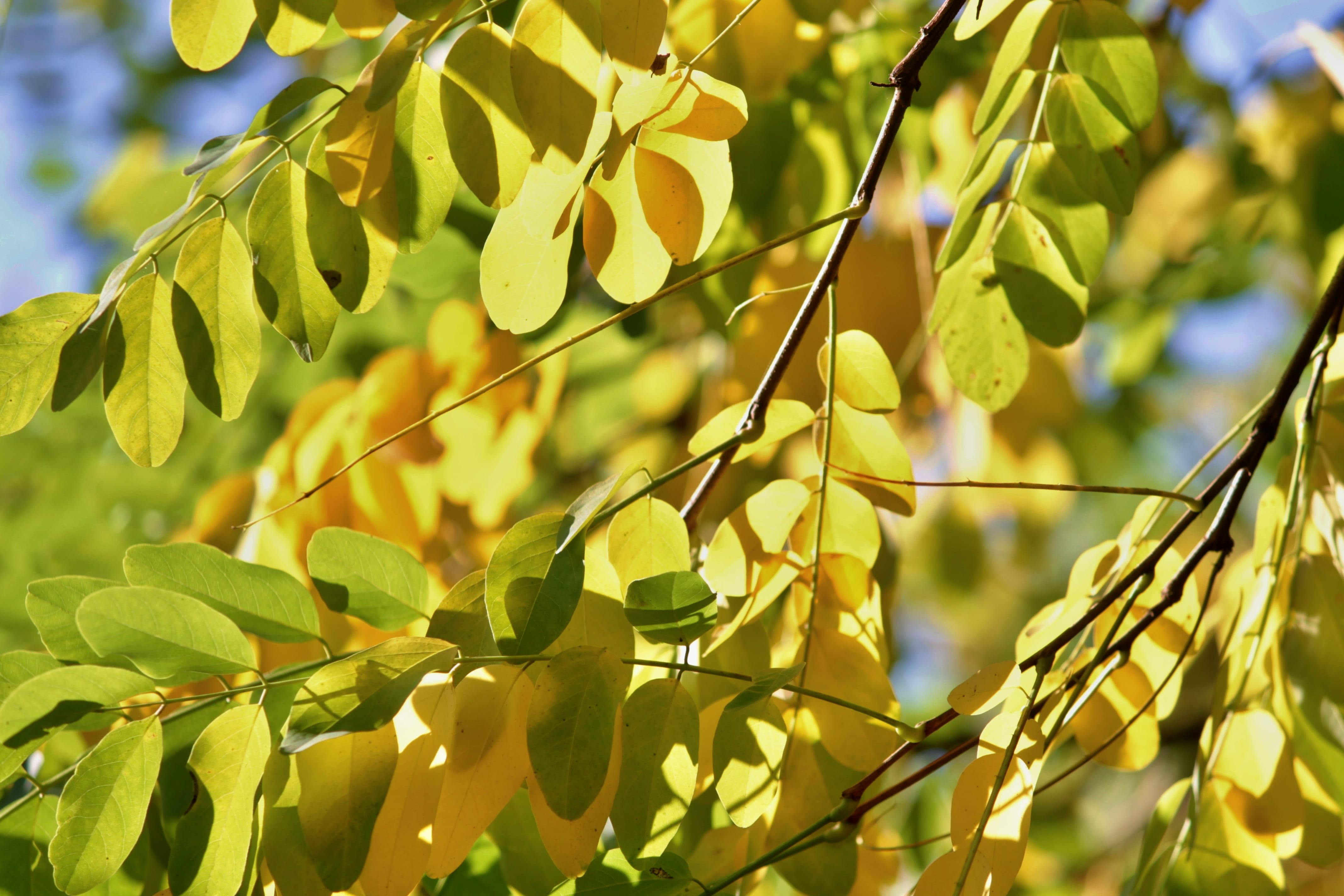 autumn light, nature, greenish, selective, low angle view, no people, freshness, color, sun, canopy, mood, growth, leafed, fall color, yellow green, food and drink, HD Wallpaper