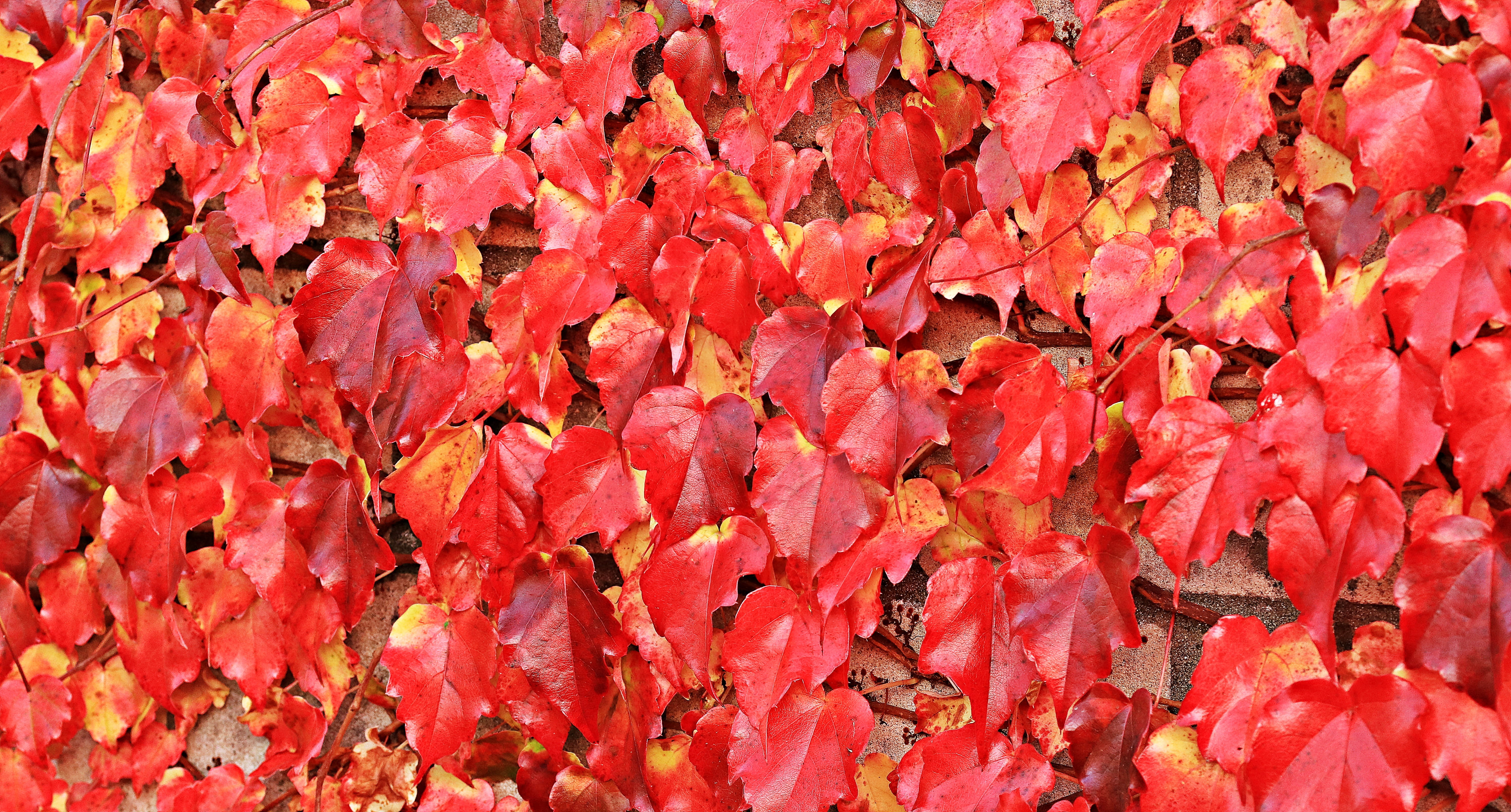 nature, large group of objects, red foliage leaves, autumn mood, 5K, autumn colours, entwine, texture, textured, orange color, dried, red ivy, covered, HD Wallpaper
