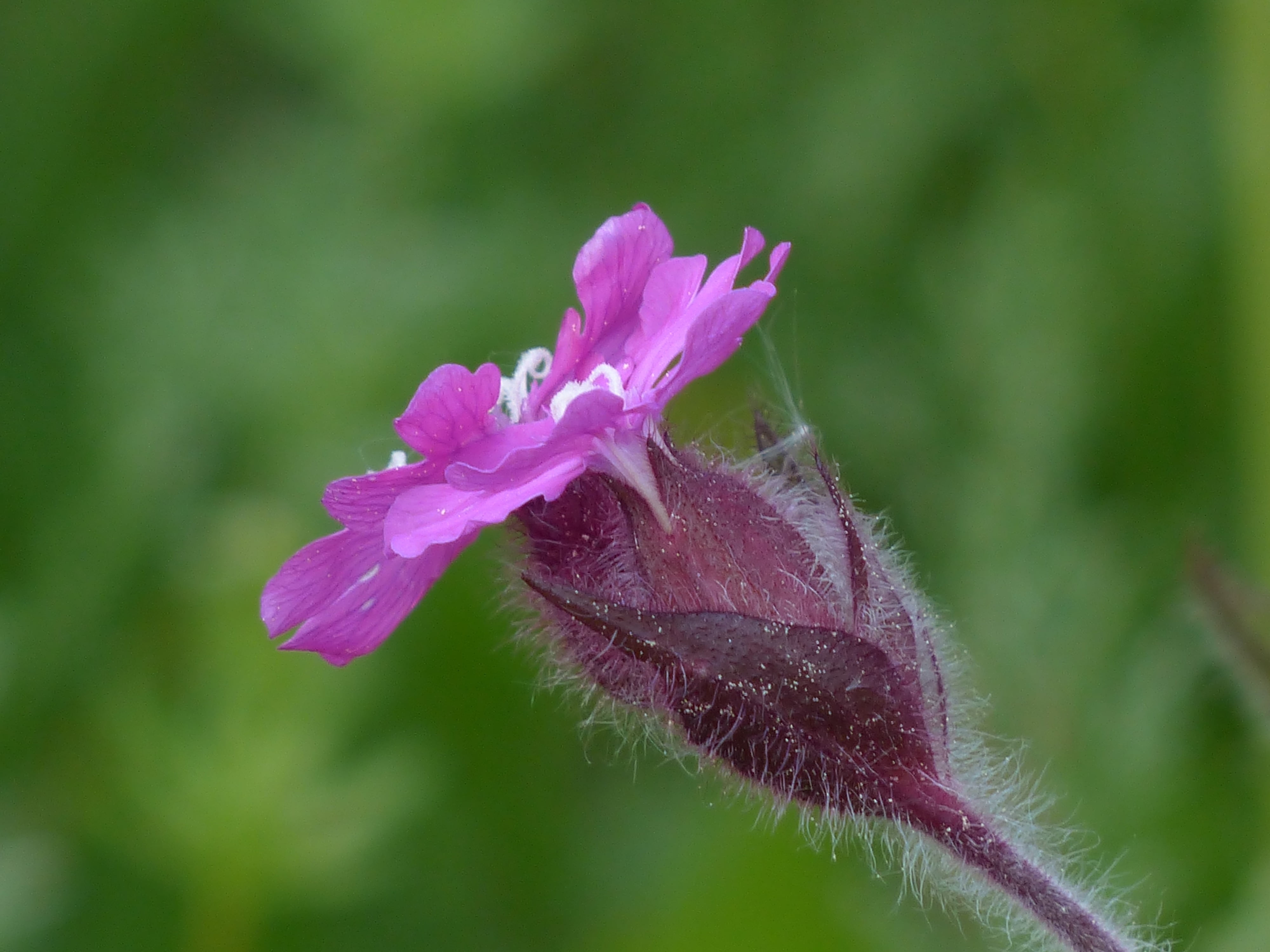 close, beauty in nature, flower, pink, petaled, red campion, carnation family, selective, wild plant, inflorescence, no people, silene dioica, purple, back light, HD Wallpaper