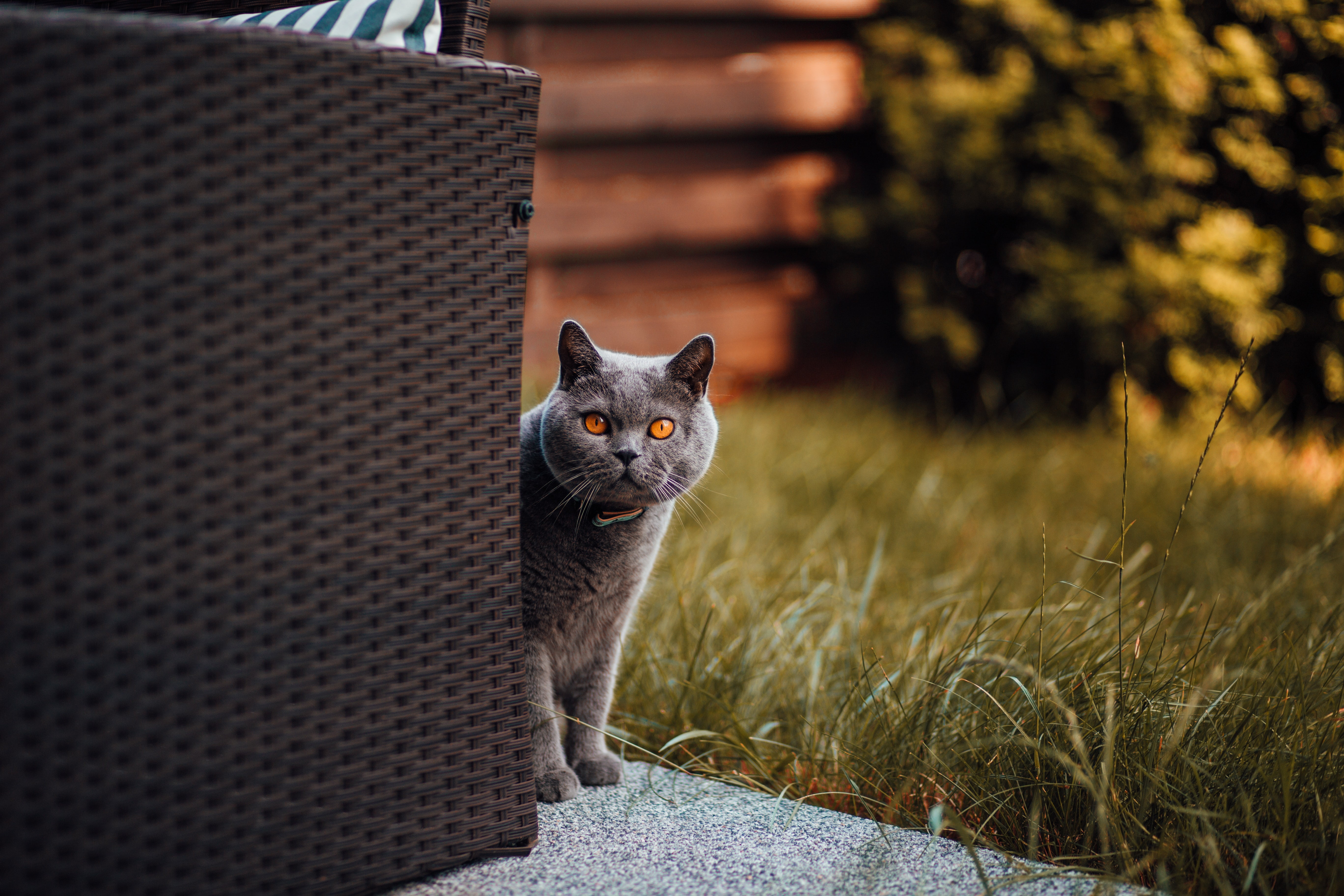 domestic cat, whisker, nature, mammal, 5K, plant, russian, vertebrate, look out, focus on foreground, looking at camera, grass, one animal, domestic, portrait, HD Wallpaper