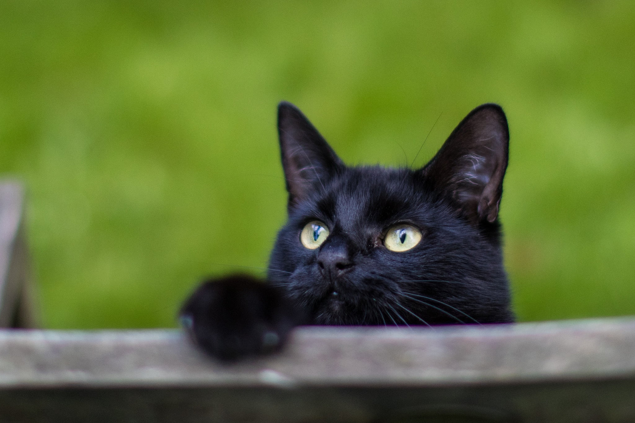 curiosity, cat, black, 1080P, HD Wallpaper