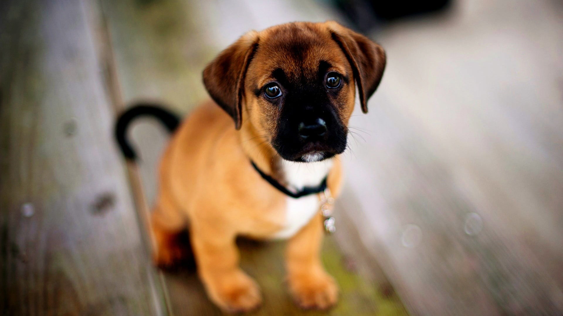 one animal, mammal, focus on foreground, young animal, animal head, selective focus, wooden surface, brown, standing, domestic animals, 1080P, sitting, HD Wallpaper