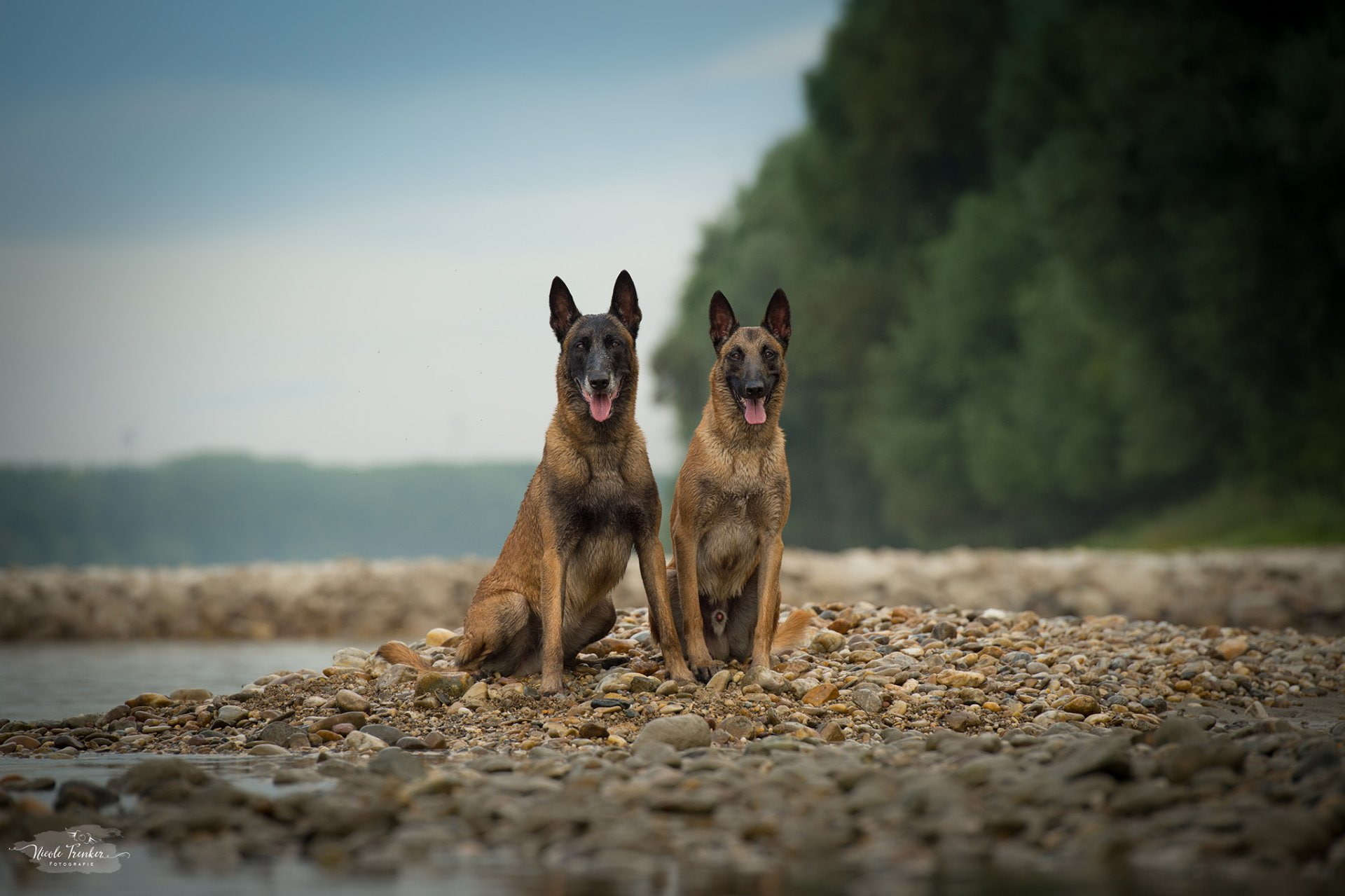 1080P, Dogs, Belgian Malinois, HD Wallpaper