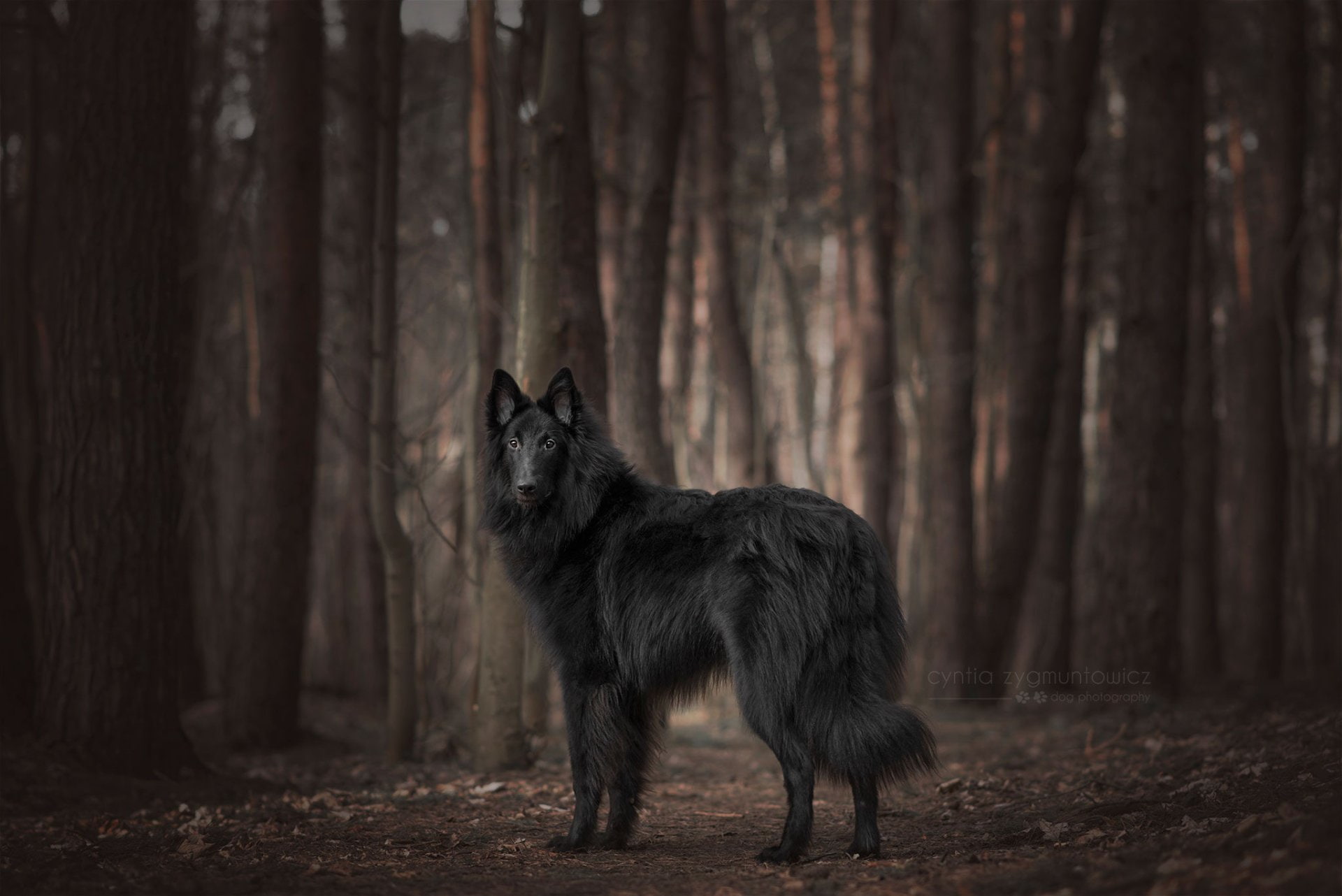 Groenendael, Belgian Shepherd, Animal, 1080P, HD Wallpaper