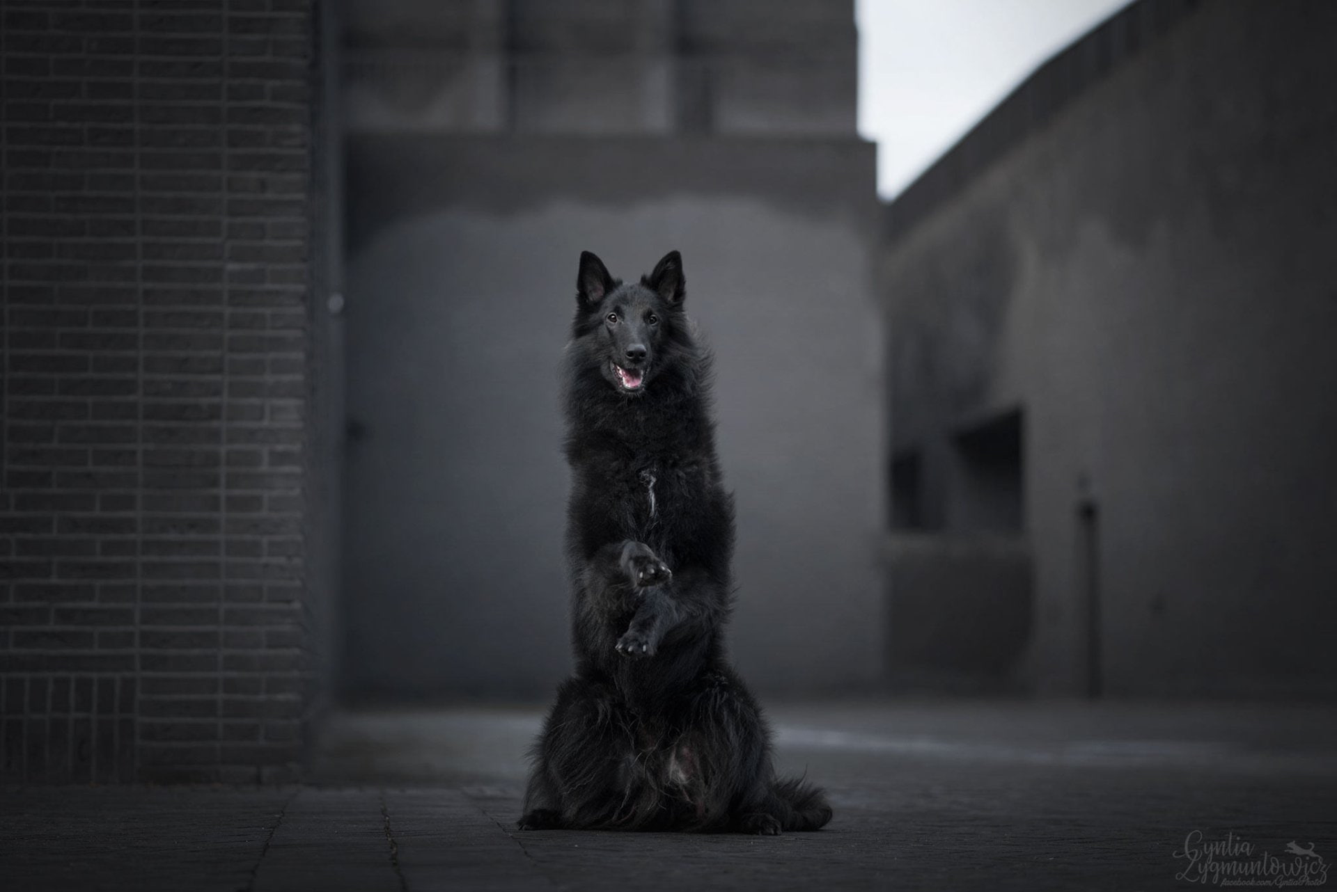 Groenendael, Belgian Shepherd, 1080P, Dog, Animal, HD Wallpaper