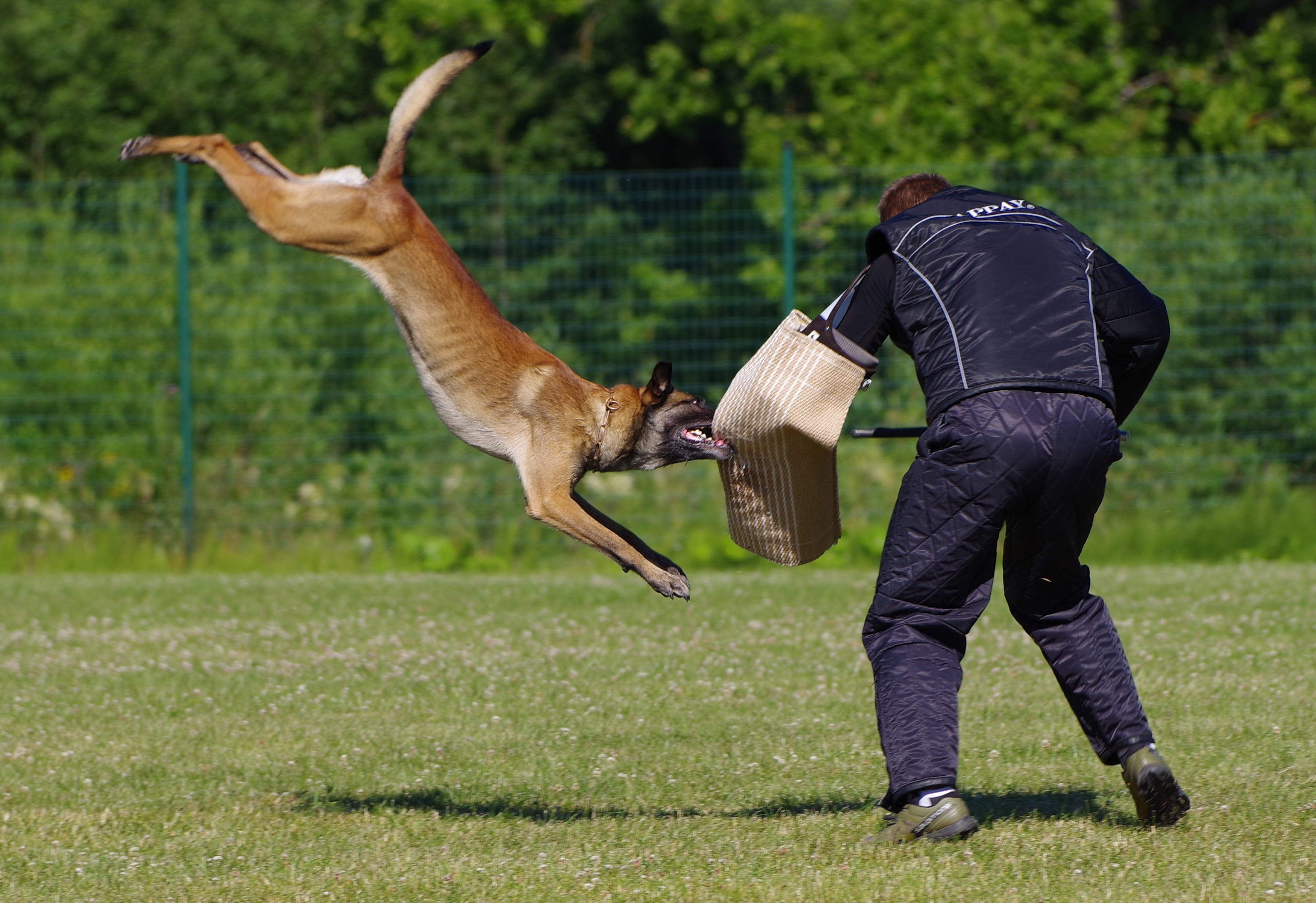plant, belgian shepherd malinois, domestic animals, people, grass, animal wildlife, limb, full length, dog, day, human limb, one animal, human body part, HD Wallpaper