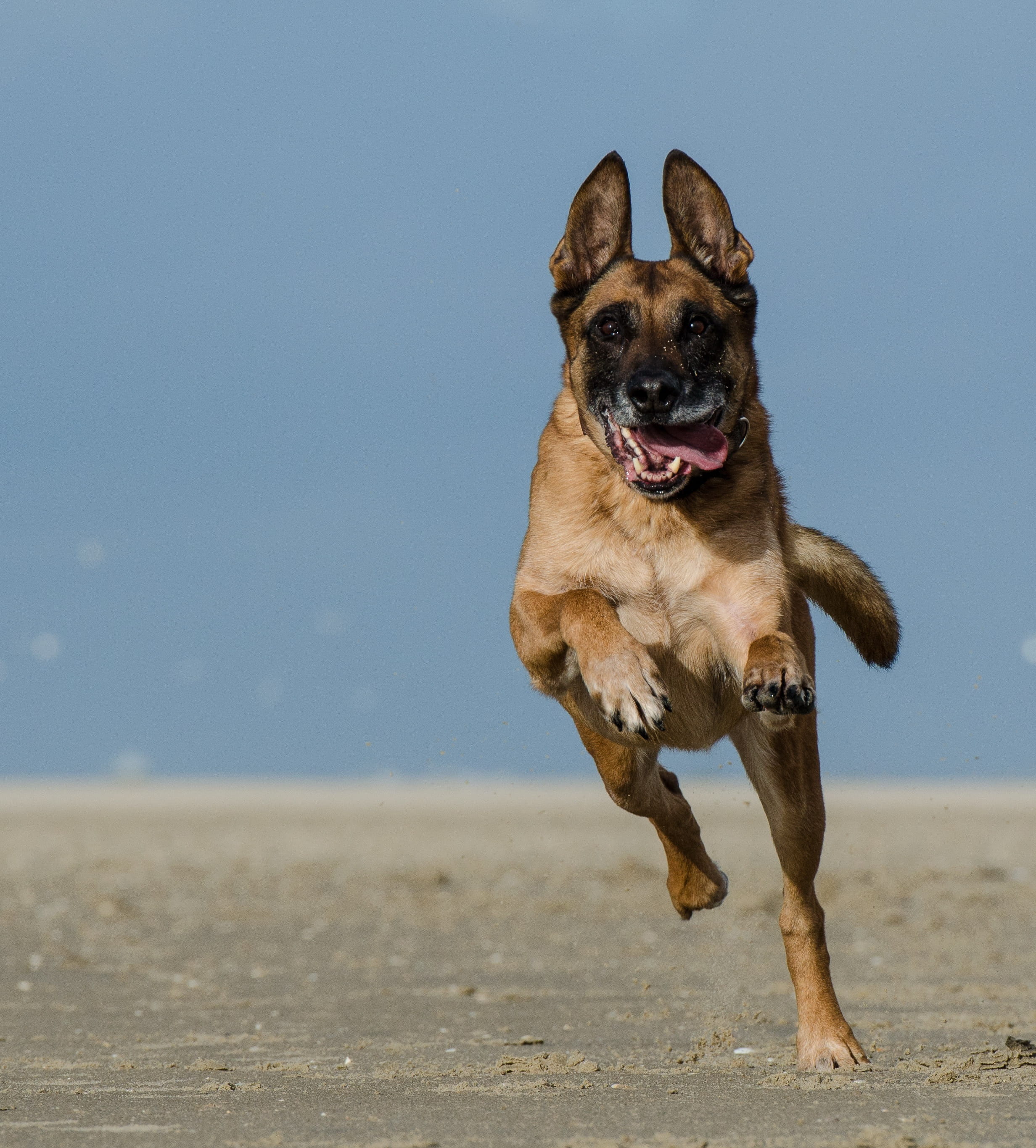 animal themes, nature, schäfer dog, belgian, motion, land, no people, mammal, brown, attention, sand, beach, one animal, mouth open, purebred Dog, domestic animals, Phone HD Wallpaper
