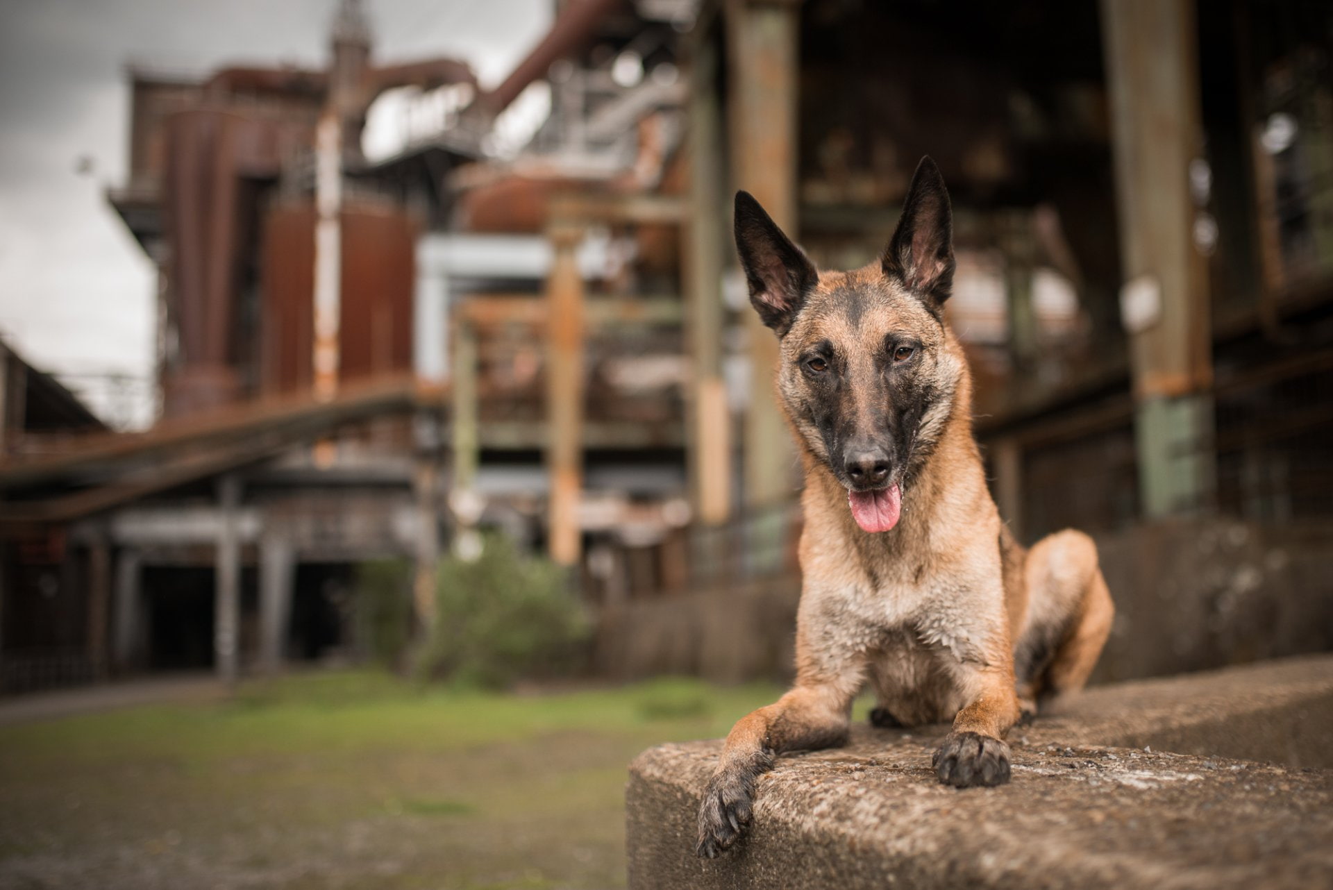 1080P, Dogs, Belgian Malinois, HD Wallpaper