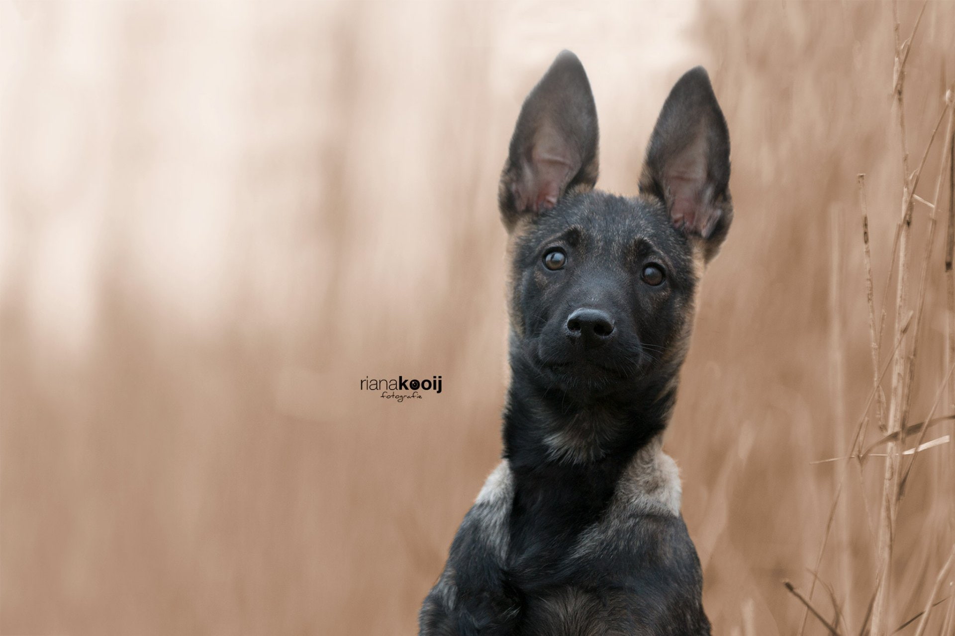 1080P, Pet, Puppy, Dogs, Belgian Malinois, HD Wallpaper