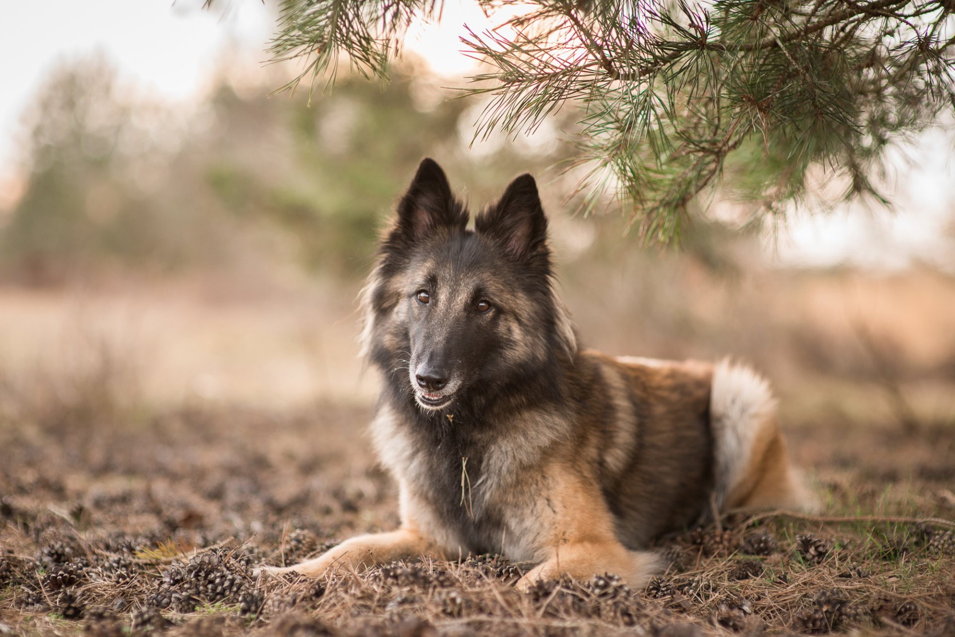 Dog, Pet, Animal, Tervuren, 1080P, Belgian Shepherd, HD Wallpaper