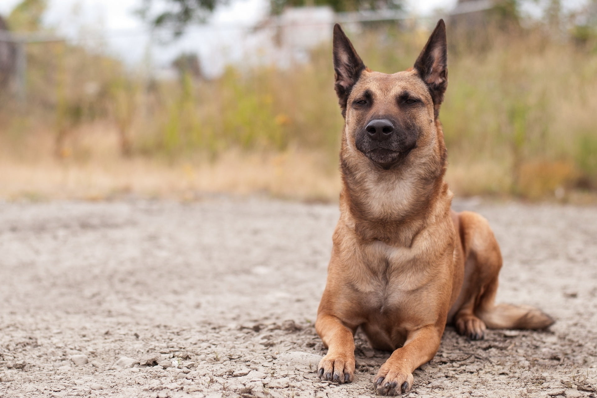 sand, belgian, one Animal, looking at camera, shepherd, canine, pets, malinois, purebred Dog, brown, looking, mixed-Breed Dog, cute, snout, dog, alertness, HD Wallpaper