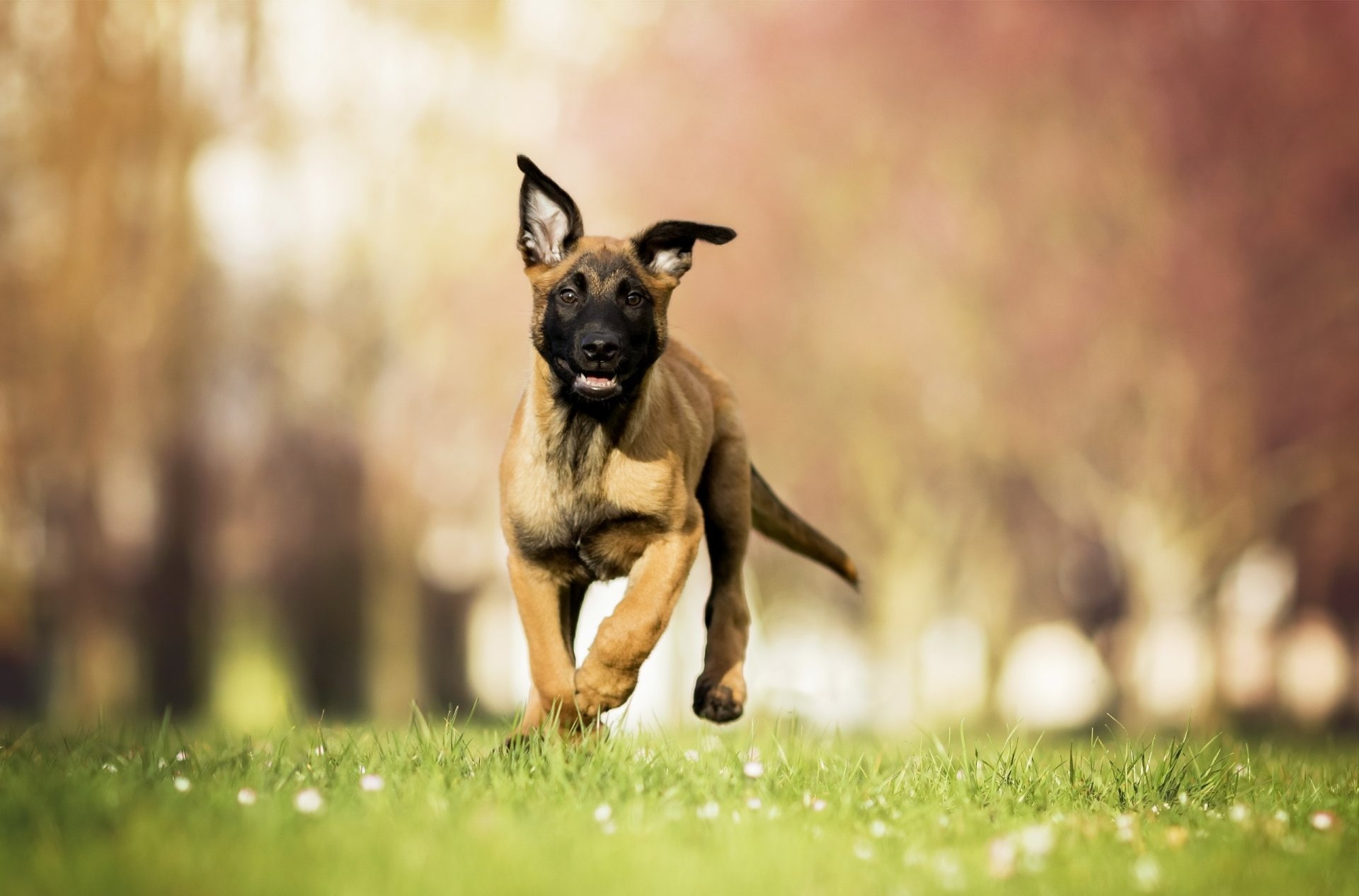 1080P, Depth Of Field, Baby Animal, Belgian Malinois, Dogs, Dog, Pet, Puppy, HD Wallpaper