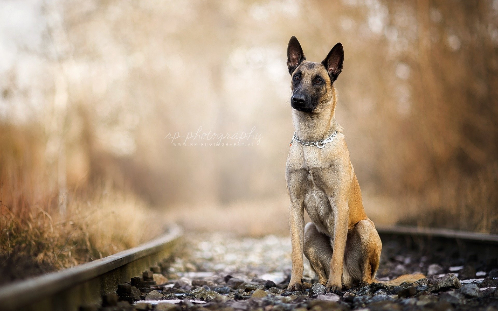 Belgian Malinois, 1080P, Dogs, HD Wallpaper