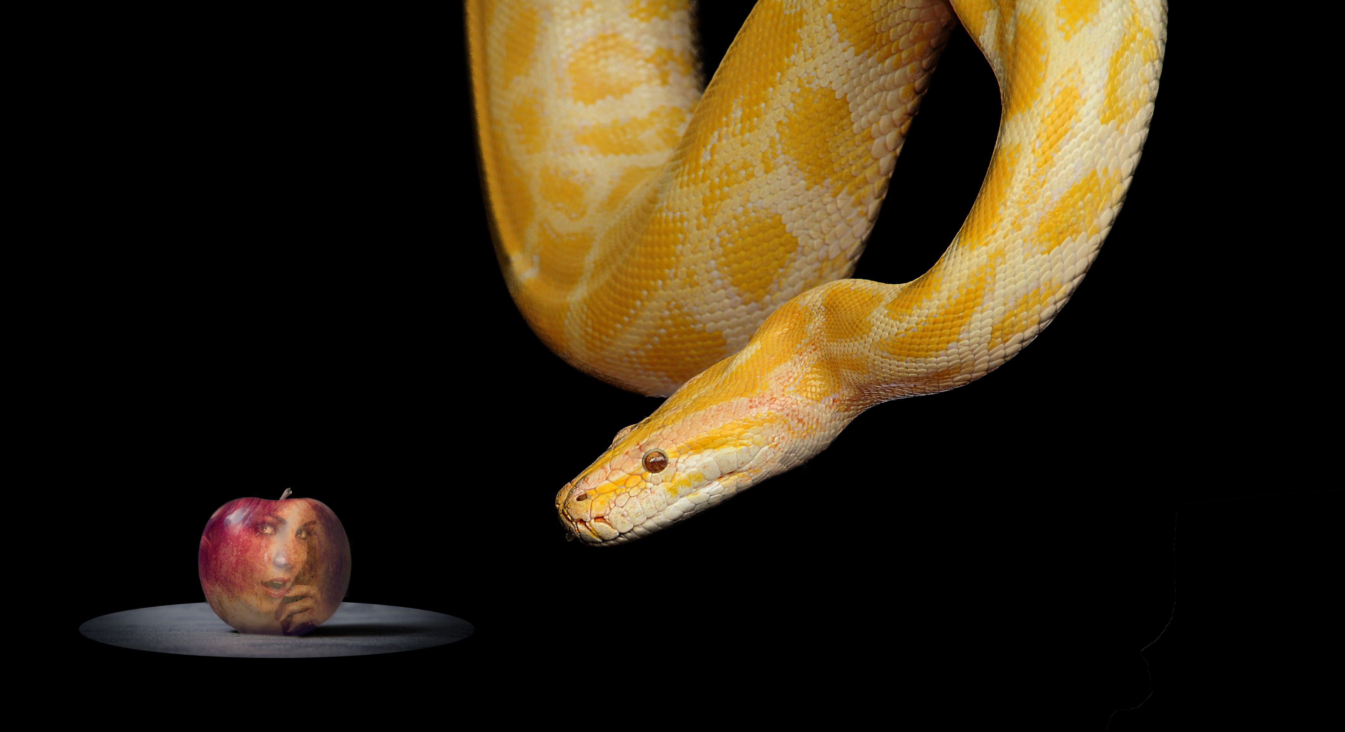 bible, black background, snake, eve, 4K, orange, close-up, paradise, animals in the wild, wildlife, apple, animal wildlife, temptation, no people, food, HD Wallpaper
