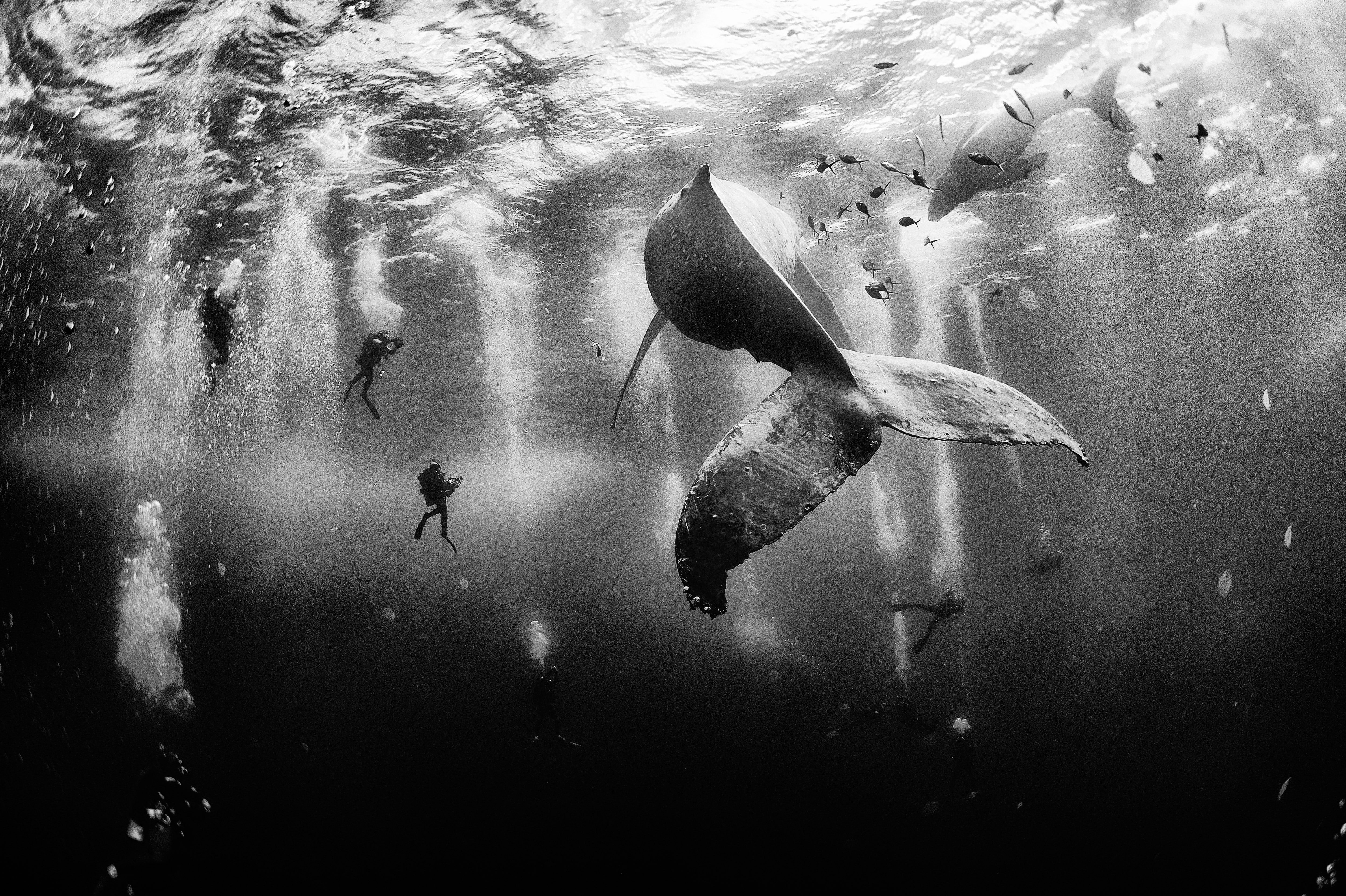 photographer, scuba diving, vertebrate, swimming, National Geographic, day, whale, sea life, animal, filming, animal themes, 4K, marine, monochrome, underwater, HD Wallpaper