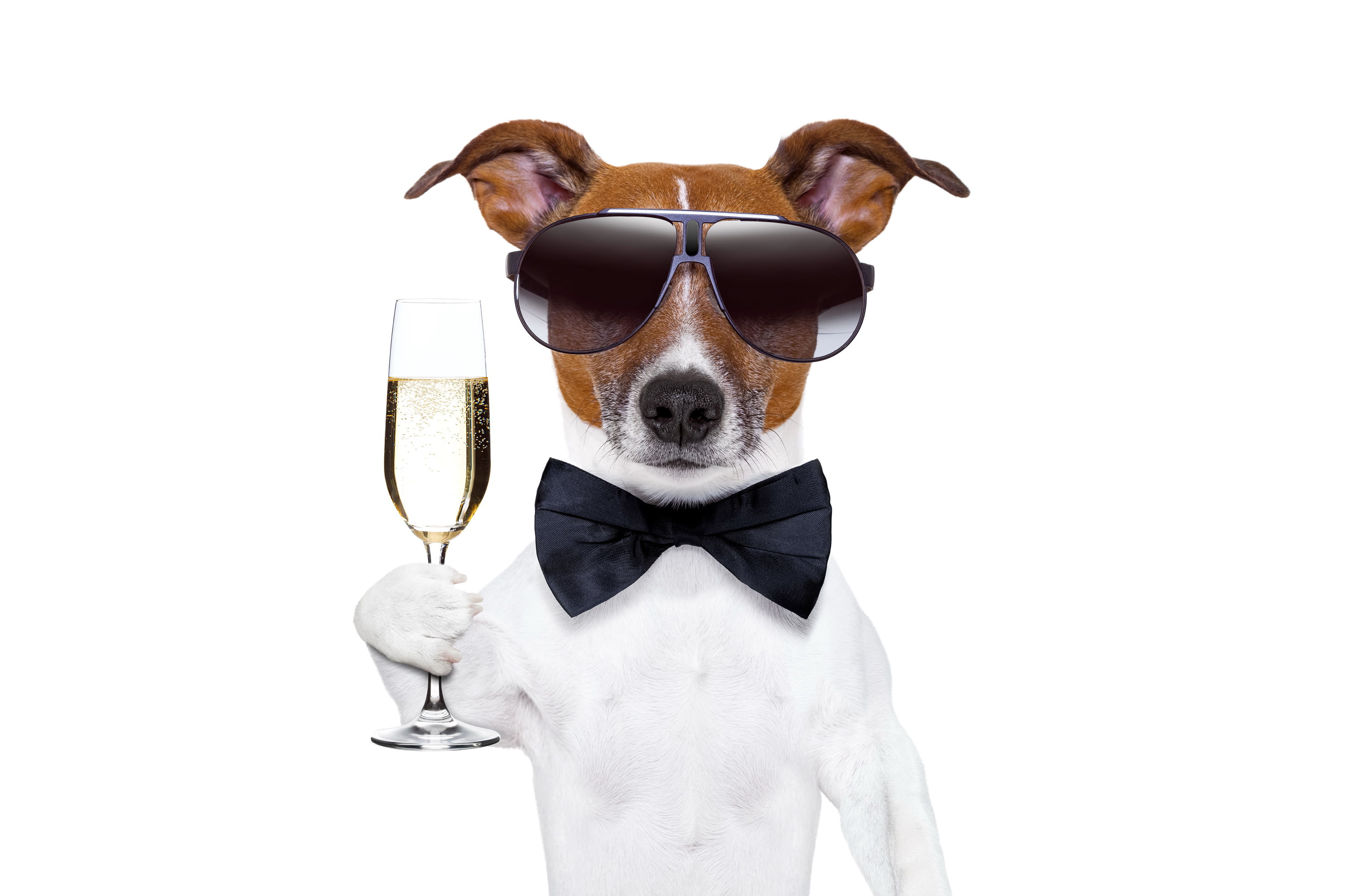 restaurant, glasses, fun, isolated, 2K, waiter, brown, looking at camera, fashion, holding, poster, cute, one animal, sunglasses, tie, vertebrate, jack Russell Terrier, HD Wallpaper