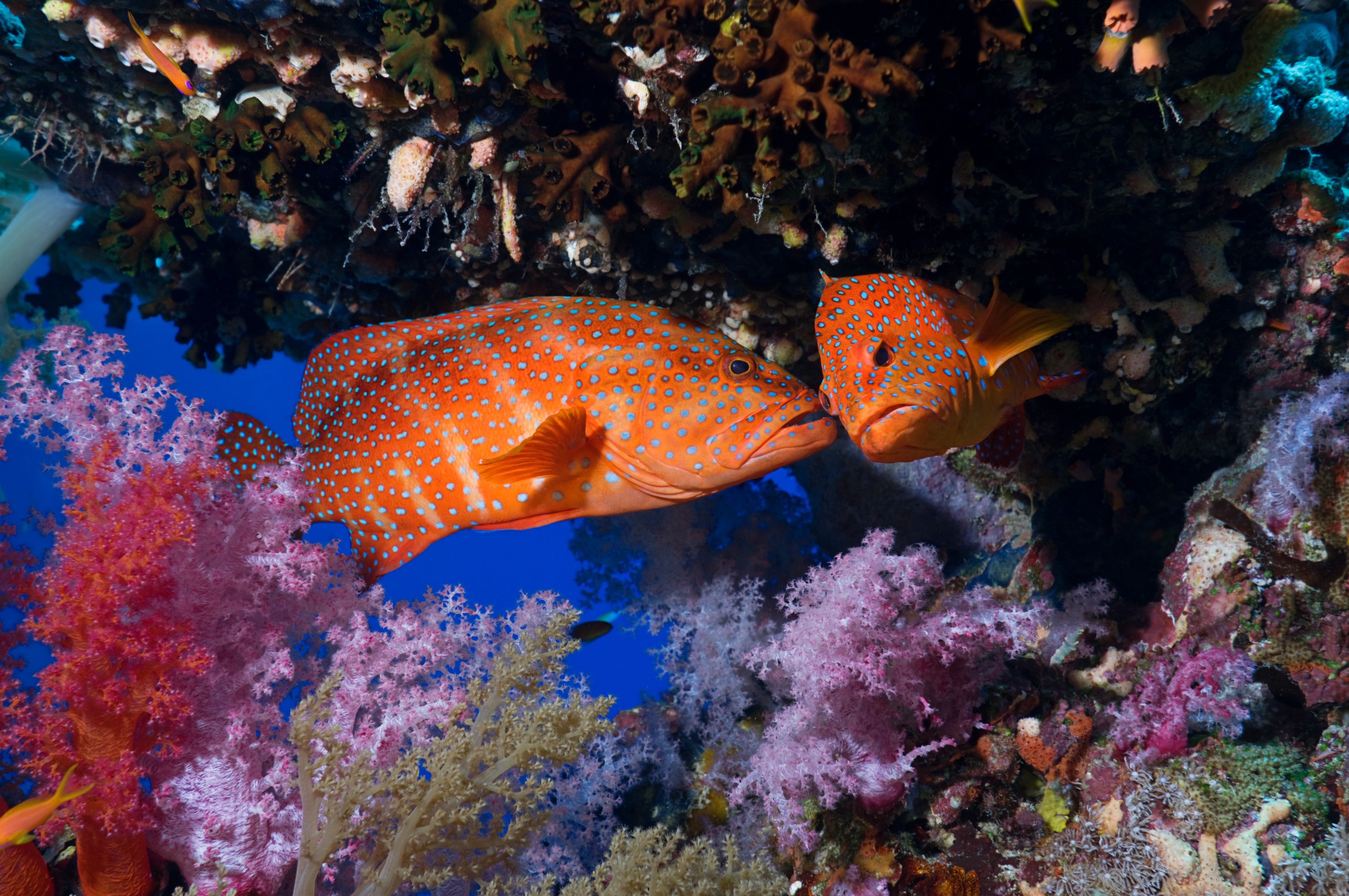 coral, animals, 4K, underwater, fish, National Geographic, HD Wallpaper