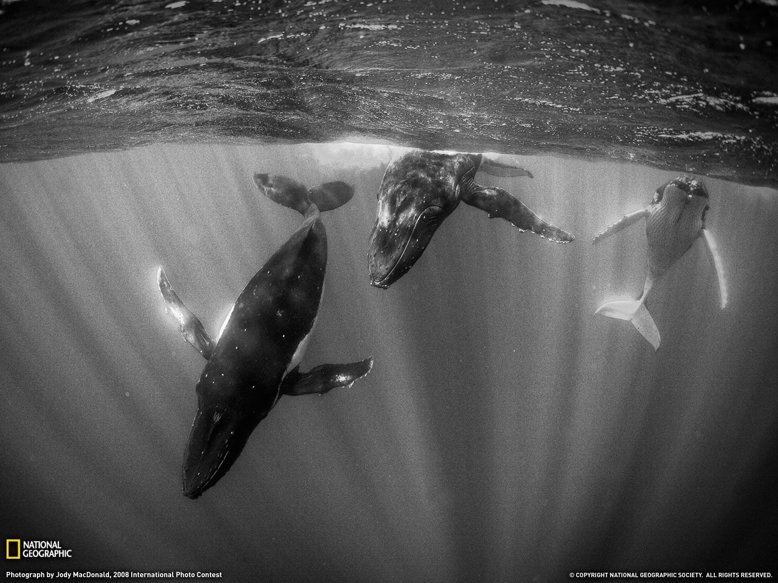 monochrome, underwater, National Geographic, animals, 720P, whale, HD Wallpaper
