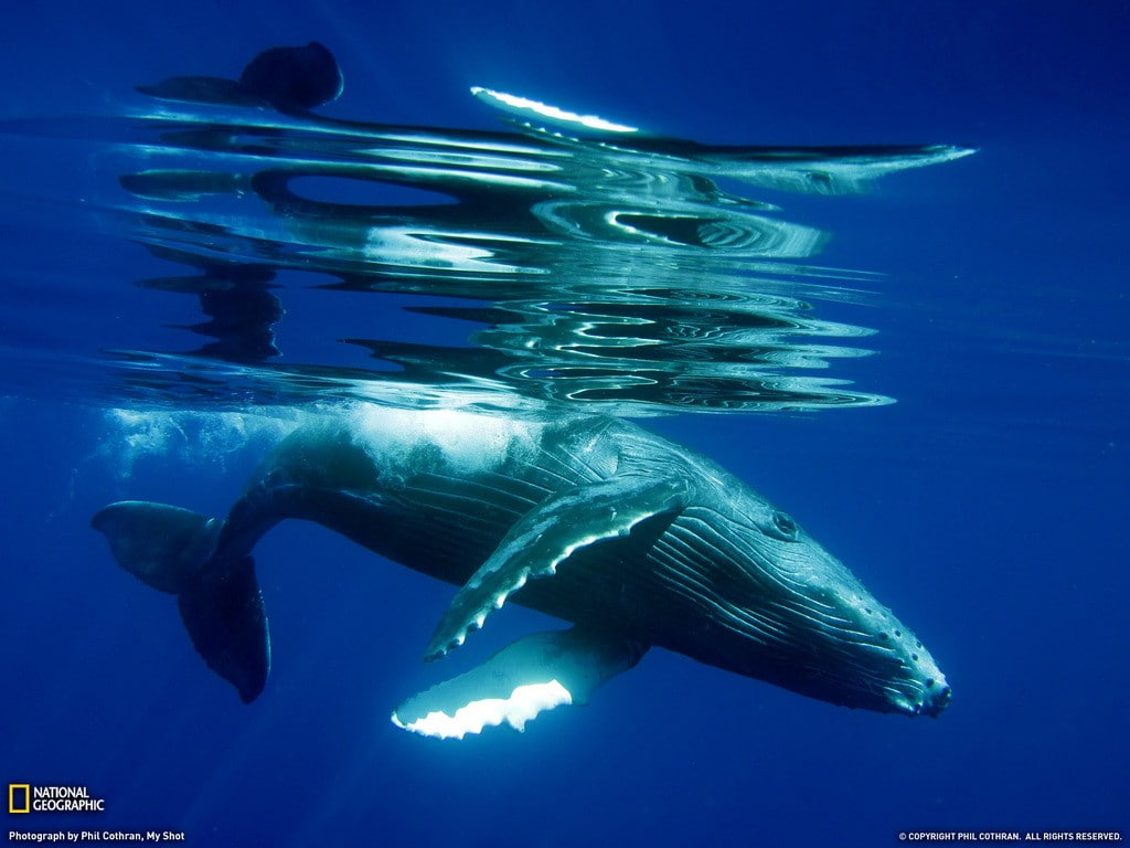 animal, mammal, water, animal themes, 480P, marine, animals in the wild, sea life, animals, blue, fish, undersea, swimming, National Geographic, aquatic mammal, HD Wallpaper