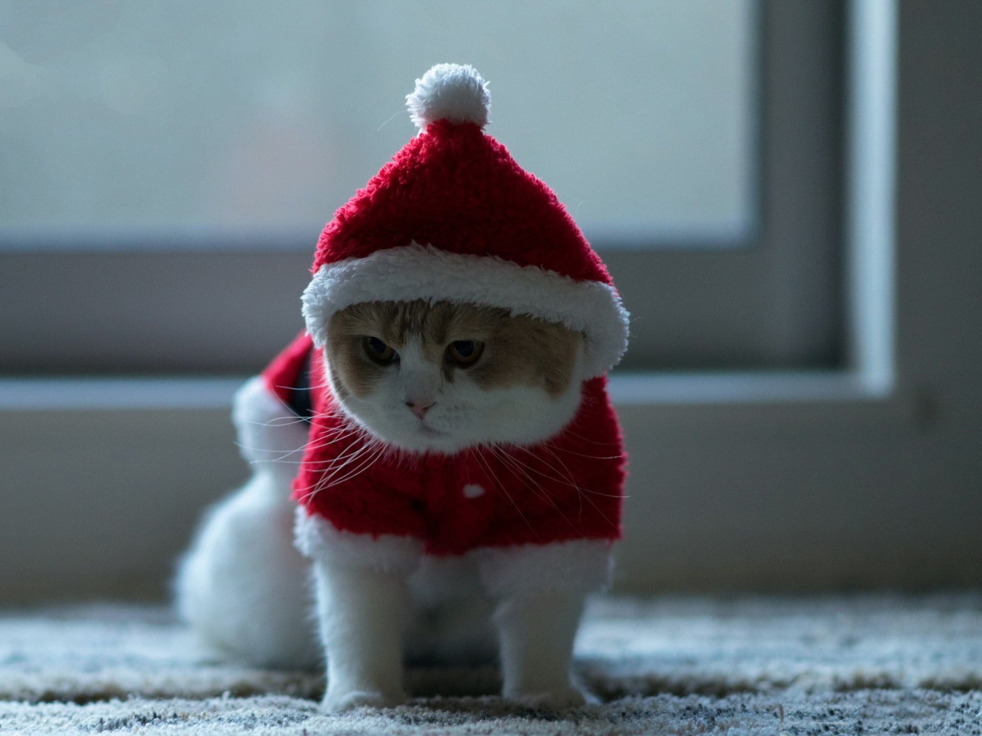 no people, vertebrate, pets, christmas, canine, domestic, santa hat, dog, year, hat, new, red, focus on foreground, celebration, pet clothing, HD Wallpaper