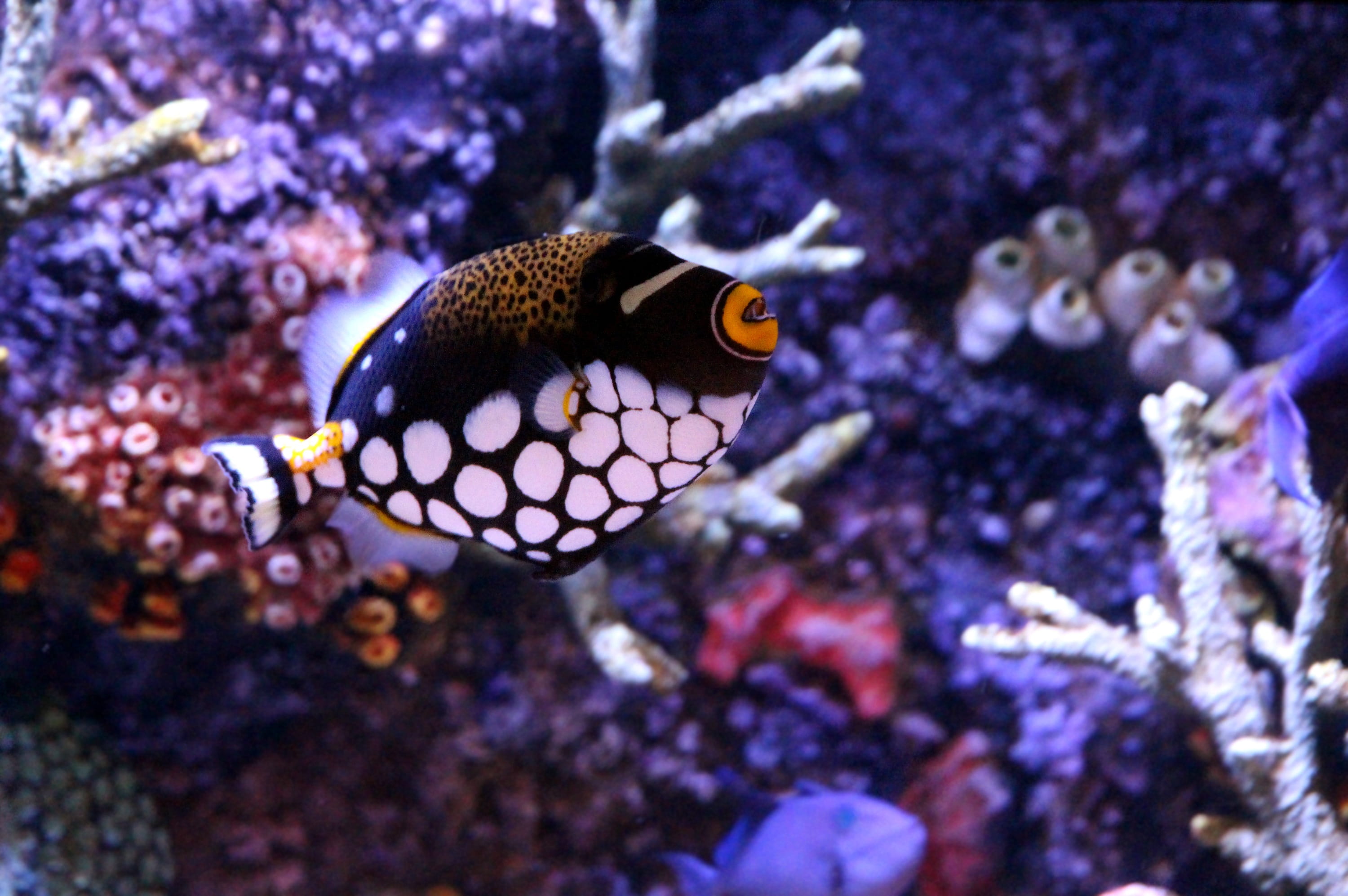 undersea, sea life, marine fish, fish, animal, aquarium, beauty in nature, profile view, clown triggerfish, animals in the wild, underwater, marine, swimming, HD Wallpaper