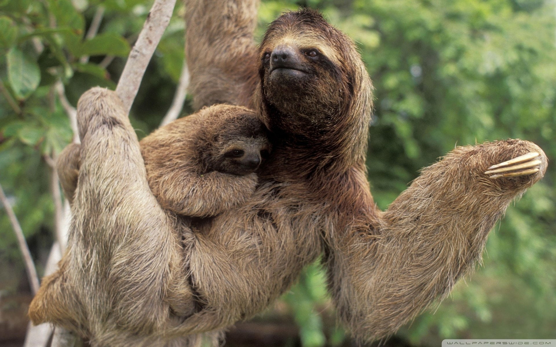 Three Toed Sloth, Three-Toed Sloth, 1080P, Animal, HD Wallpaper