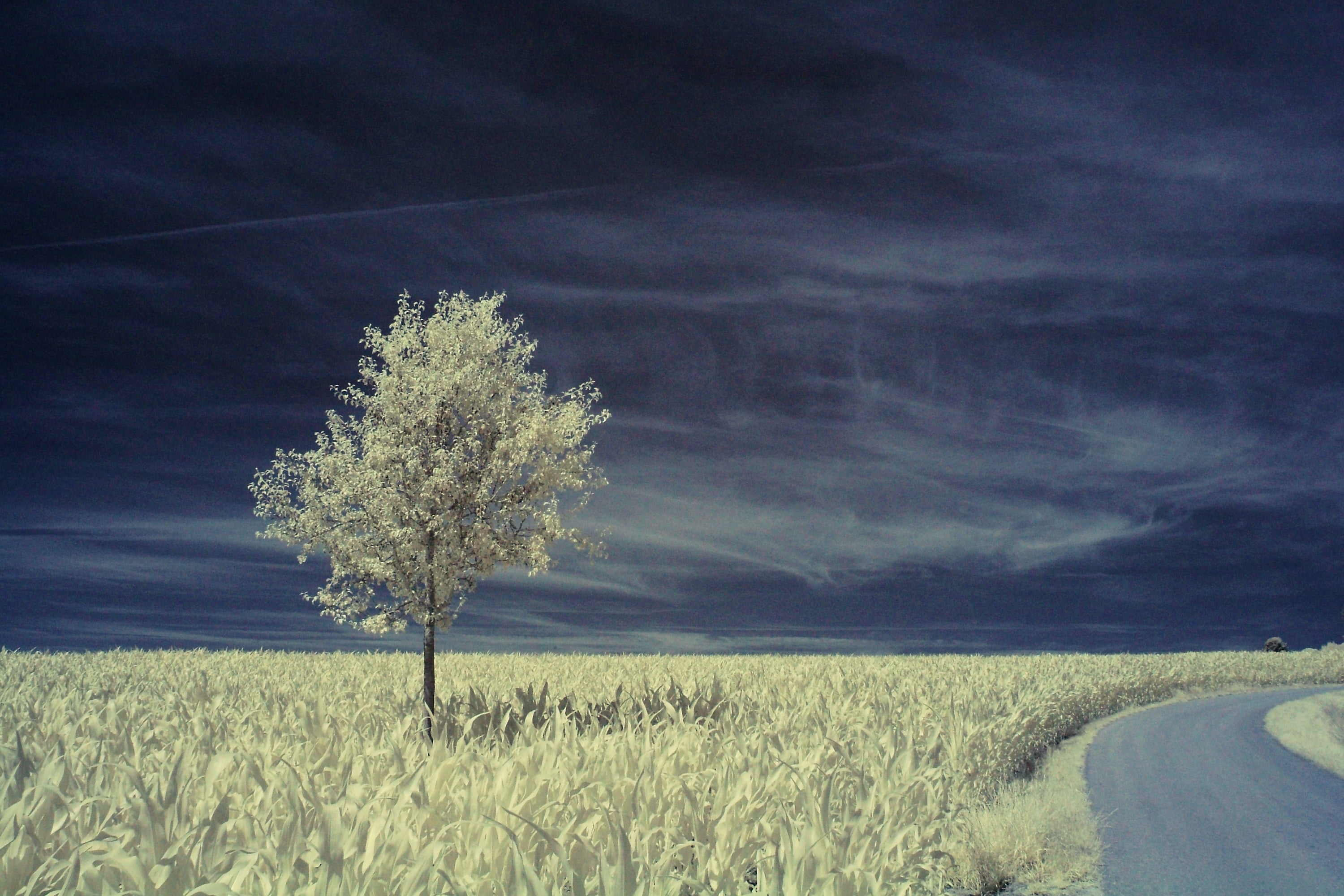 2K, photo, green tree, rural Scene, Group, blue, Flickr, NGC, IR, field, green field, Trophy, nature, agriculture, Bronze, sky, tree, green, HD Wallpaper