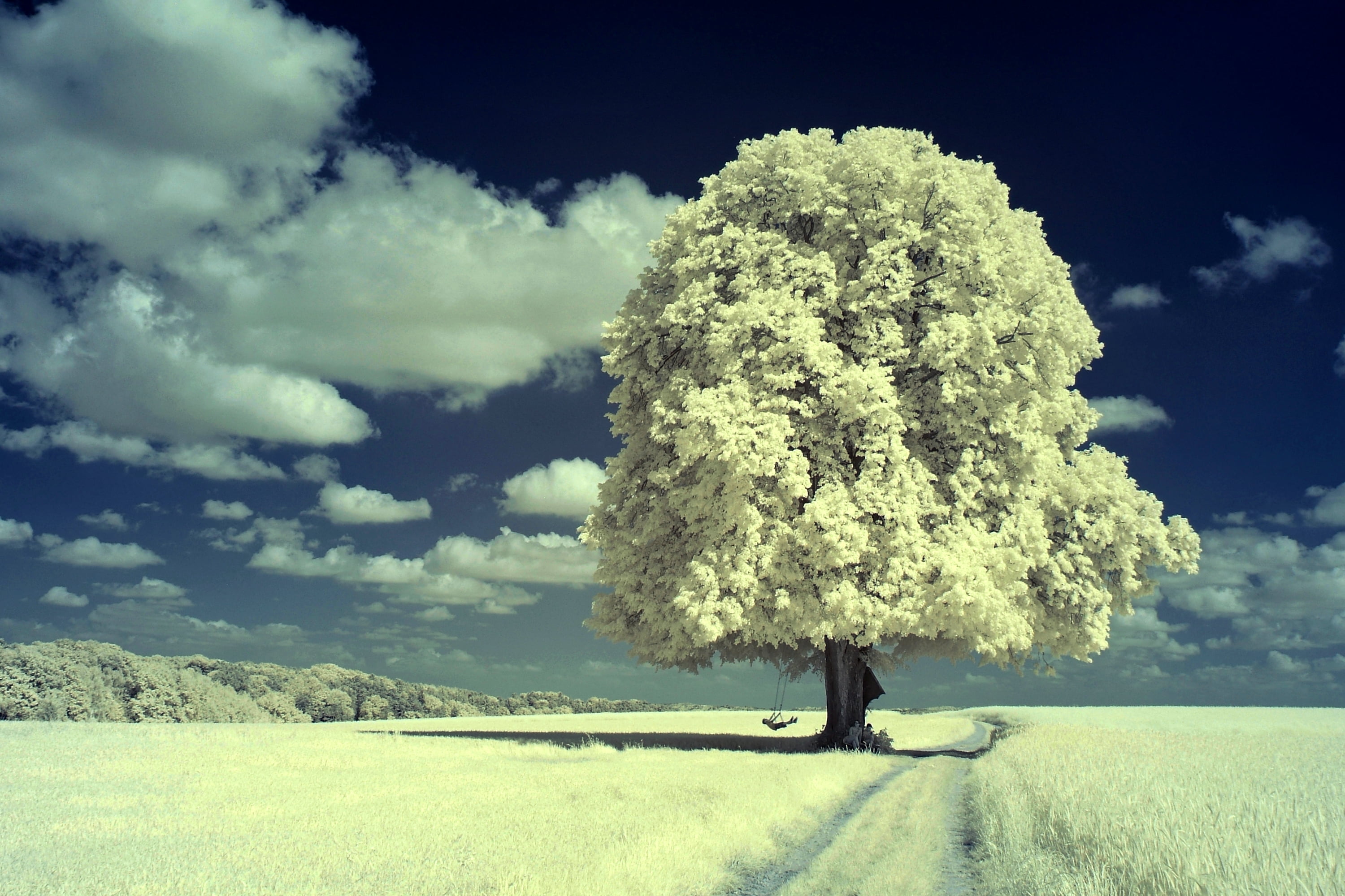 landscape, outdoors, field, meadow, Bronze, 2K, tree, blue, rural Scene, nature, trees, Flickr, sky, white, IR, infrared, Group, enzio, Trophy, season, HD Wallpaper