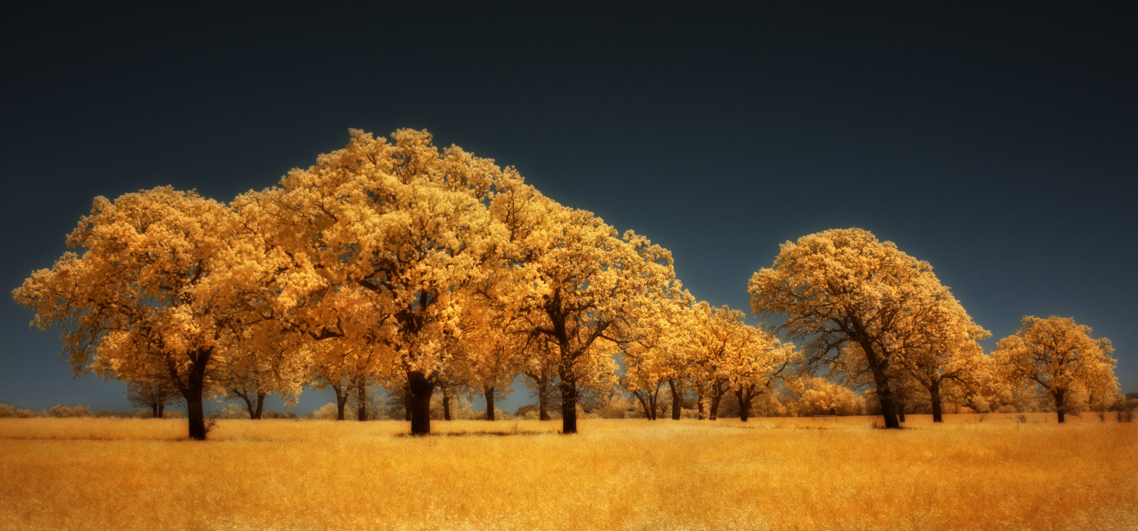 autumn, photography, comanche county, 2K, tree, yellow, leaf, texas, sky, nature, noble, landscape, trees, infrared, outdoors, ir, untitled, stand, season, HD Wallpaper