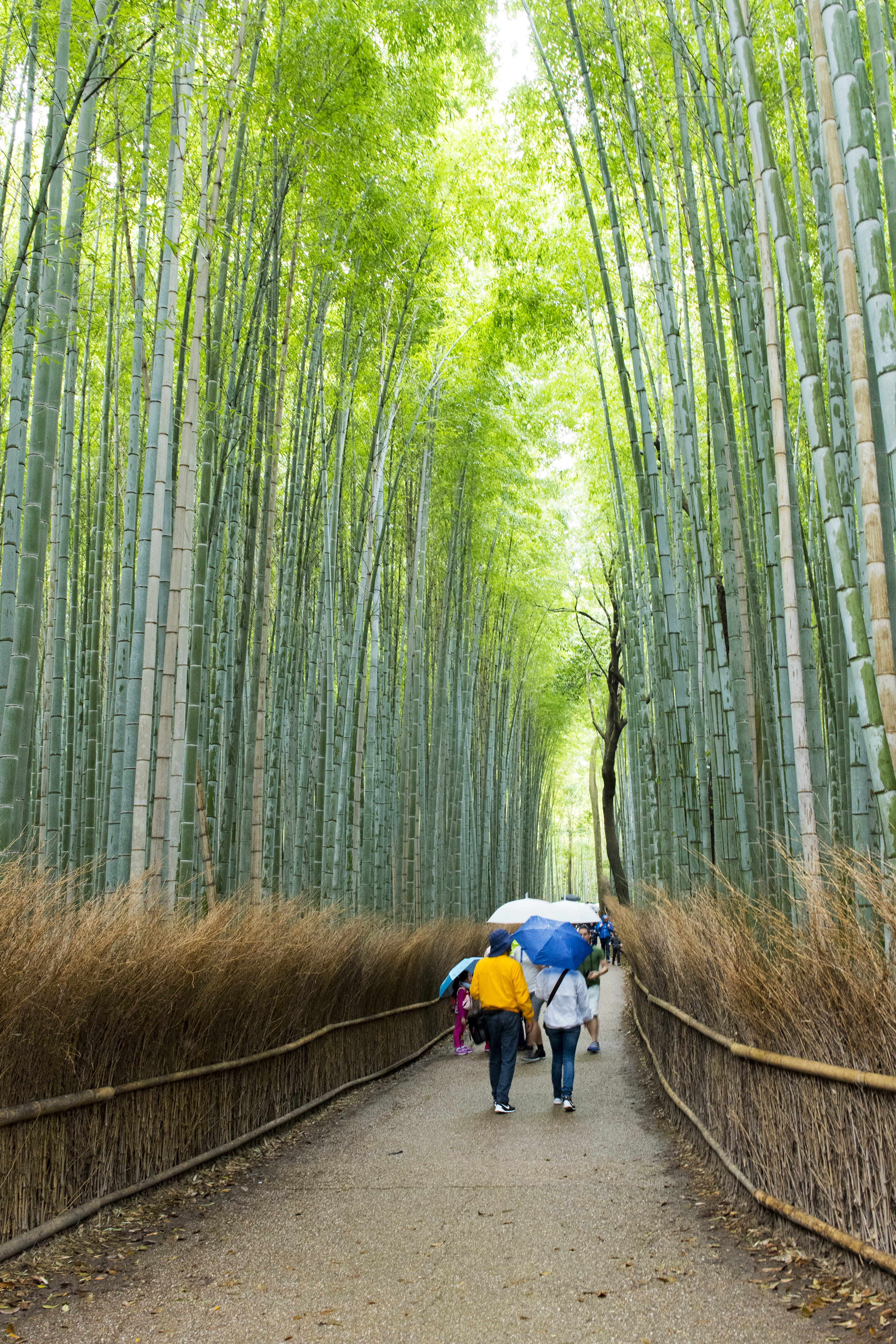 natural, nature, bamboo - plant, grass, outdoors, Grove, landmark, Bamboo, environment, japan, direction, asia, street, leaf, kyoto, garden, foliage, wood, Phone HD Wallpaper