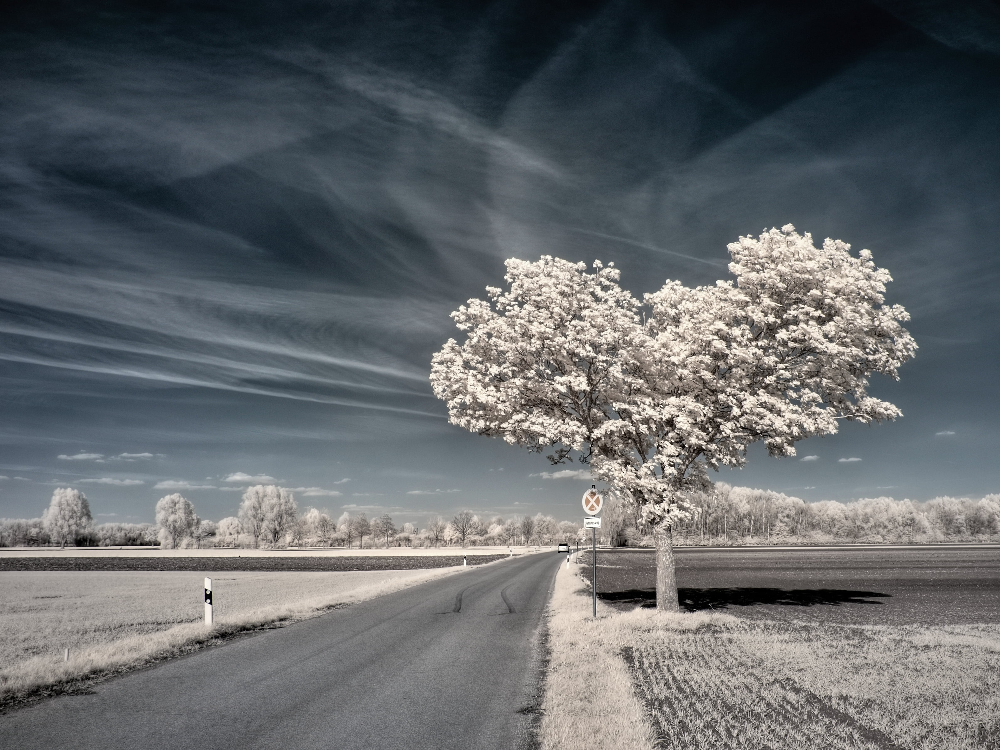 frost, sky, Enzio, IR, infrared, cold - Temperature, 2K, beige, season, winter, landscape, leafing, road, snow, scenics, rural Scene, nature, frozen, tree, HD Wallpaper