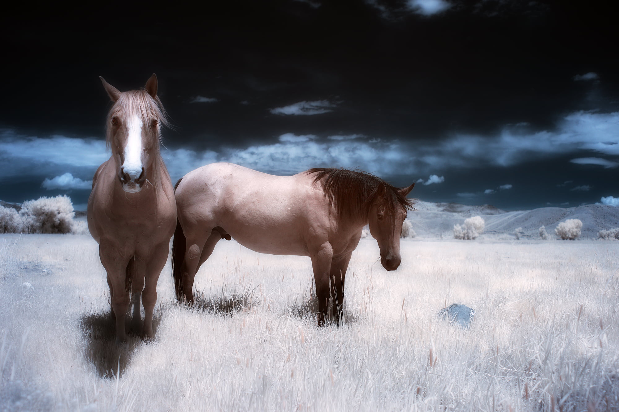 nature, the little dog laughed, mane, college, 1080P, mare, the guys, two, farm, rural Scene, field, outdoors, trial lawyers, photography, grass, foal, HD Wallpaper