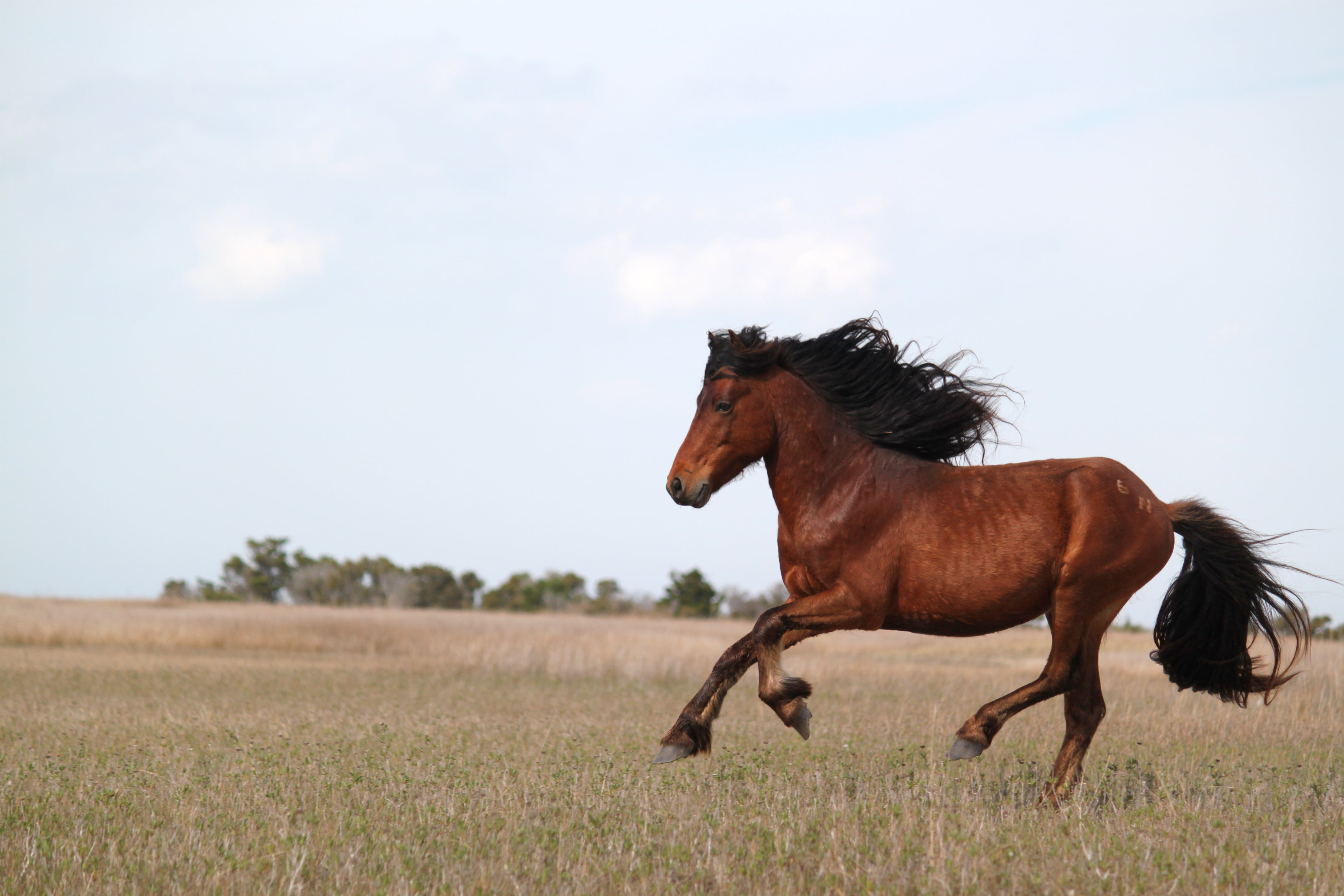 brown, green, green grass, animal, horse, meadow, mammal, rural Scene, grass, stallion, mare, 4K, wild, mane, Wild Horses, nature, outdoors, running, pasture, HD Wallpaper