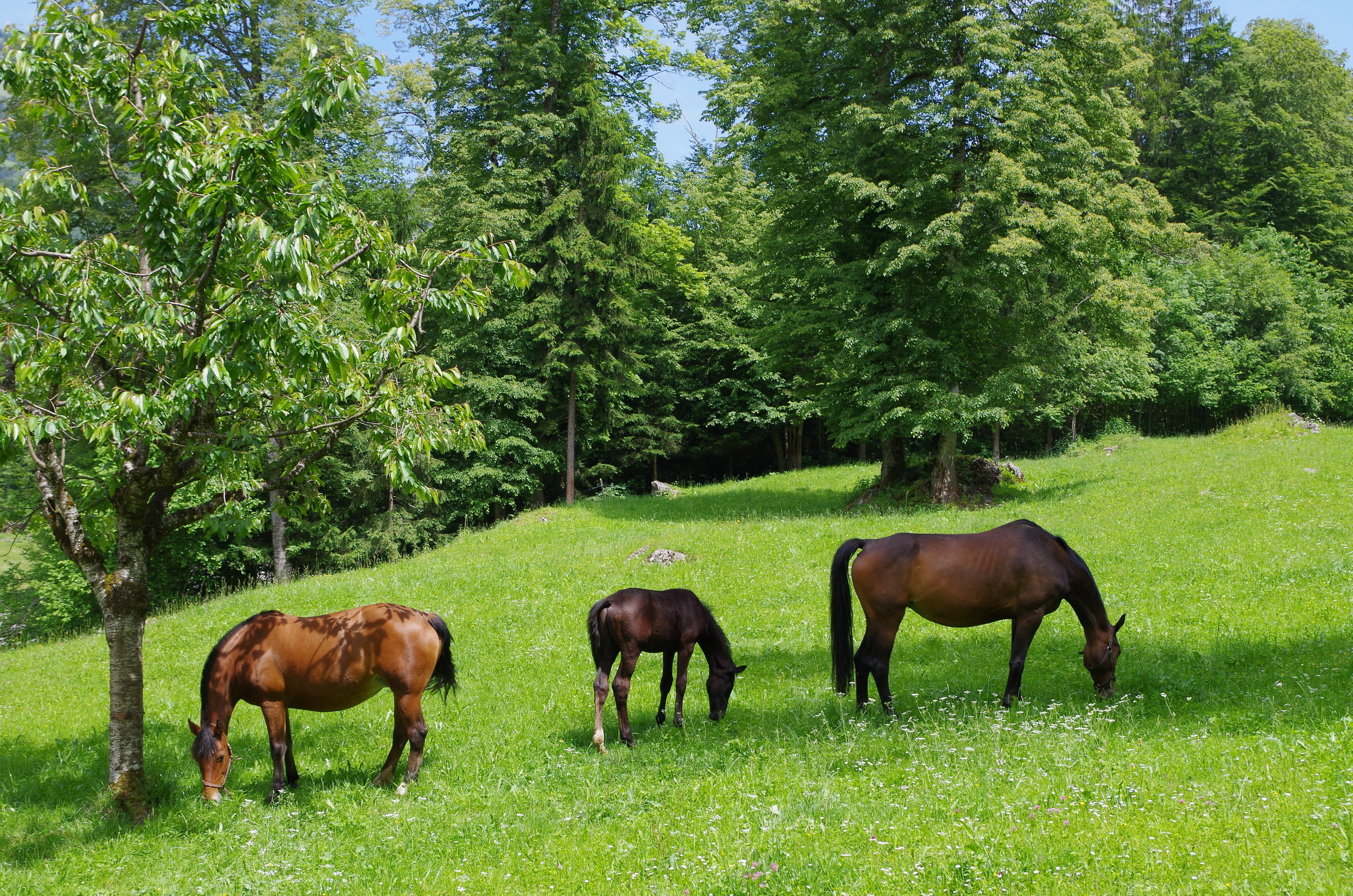 no people, ballenberg, nature, trees, herbivorous, rural Scene, pasture, pine, animal, photo, grazing, domestic animals, outdoors, farm, grass, eating, HD Wallpaper