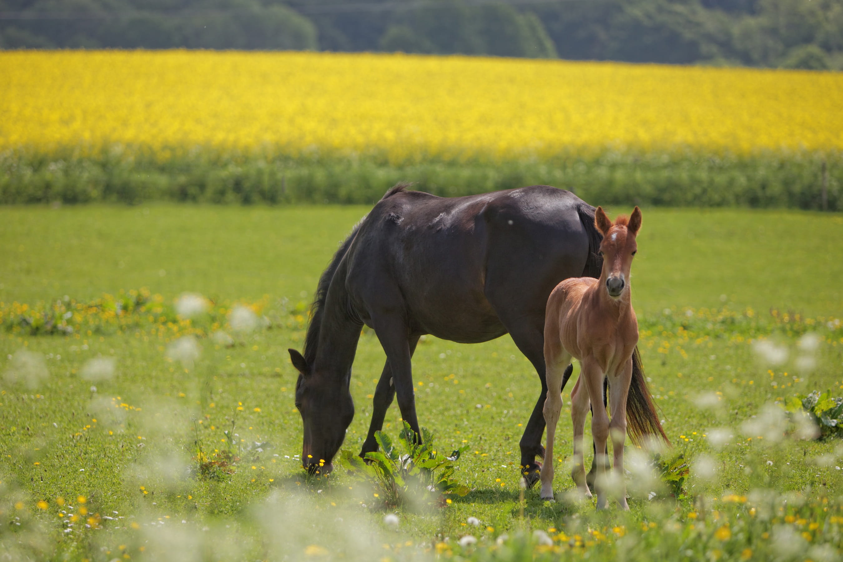 beauty In Nature, grazing, 2K, black, outdoors, Foal, mark, animal wildlife, expensive, pets, plant, no people, livestock, field, Natural, pasture, flowering plant, HD Wallpaper