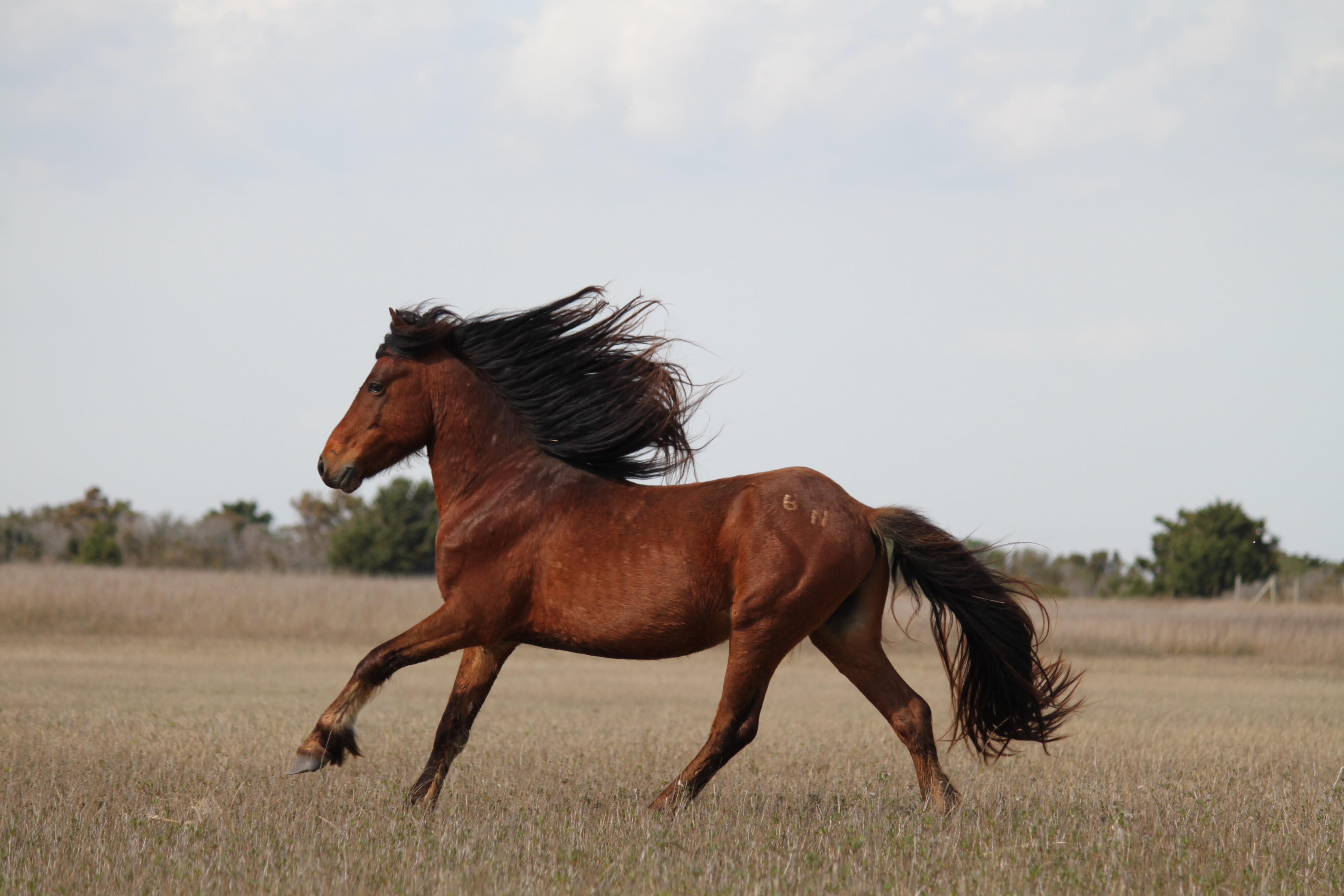 grass, leaves, plant field, plant, animal, nature, Shackleford Banks, mane, daytime, outdoors, horse, Wild Horses, 4K, wild, running, stallion, horses, HD Wallpaper