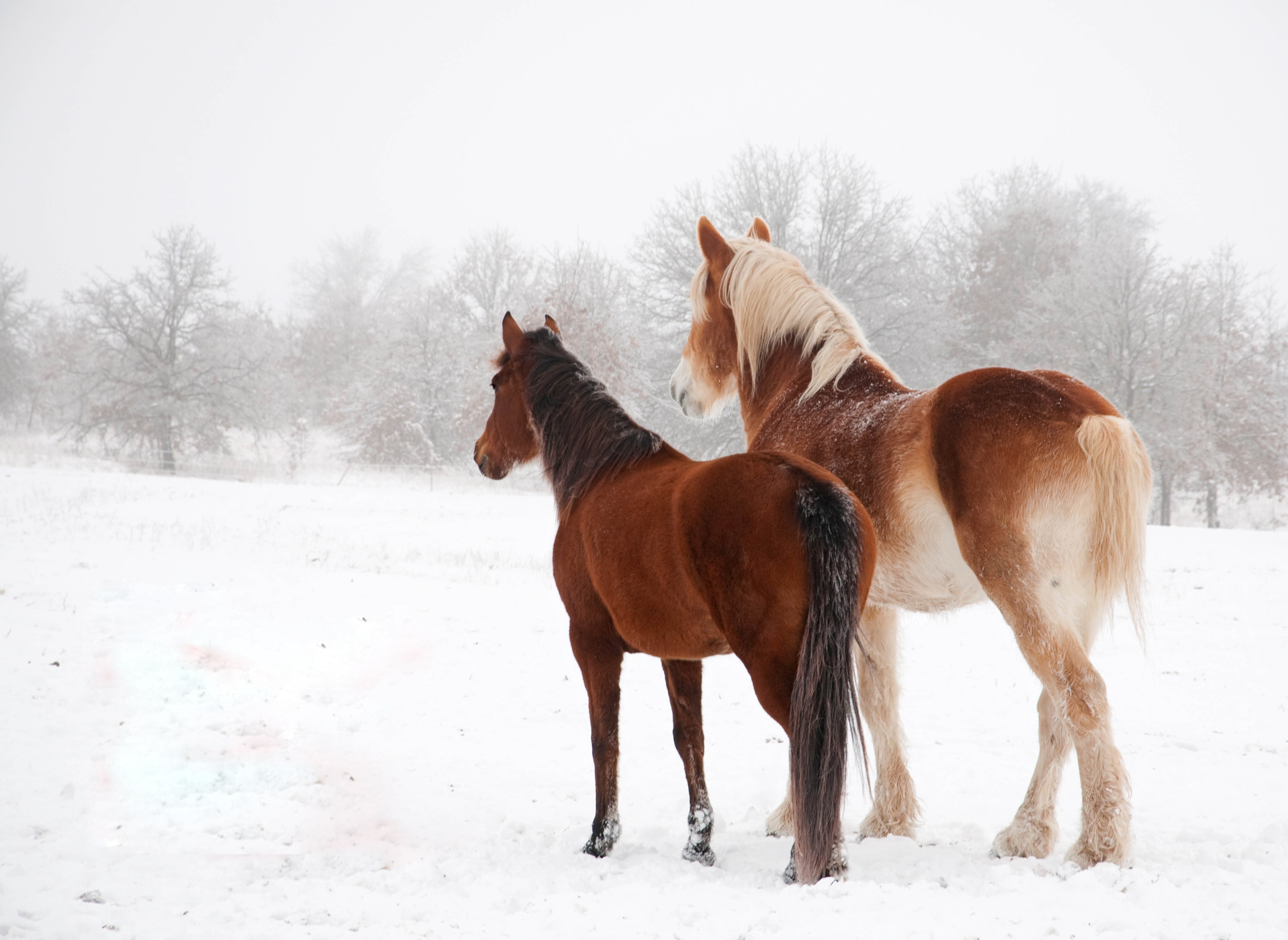 livestock, running, domestic, farm, domestic Animals, ranch, field, horse, pets, nature, white, 4K, meadow, frost, snow, pasture, mare, thoroughbred Horse, HD Wallpaper