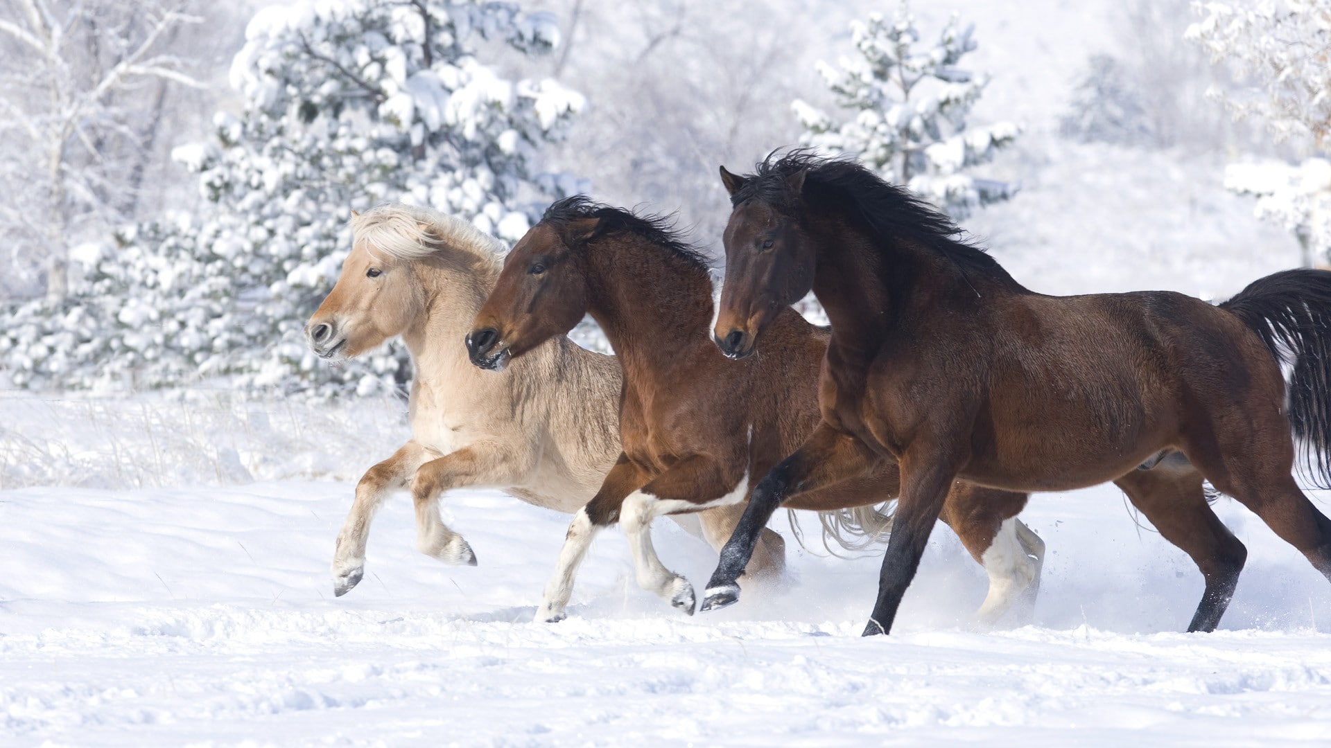 brown, hd, white, winter, horses, animals, snow, horse, 1080P, three, HD Wallpaper
