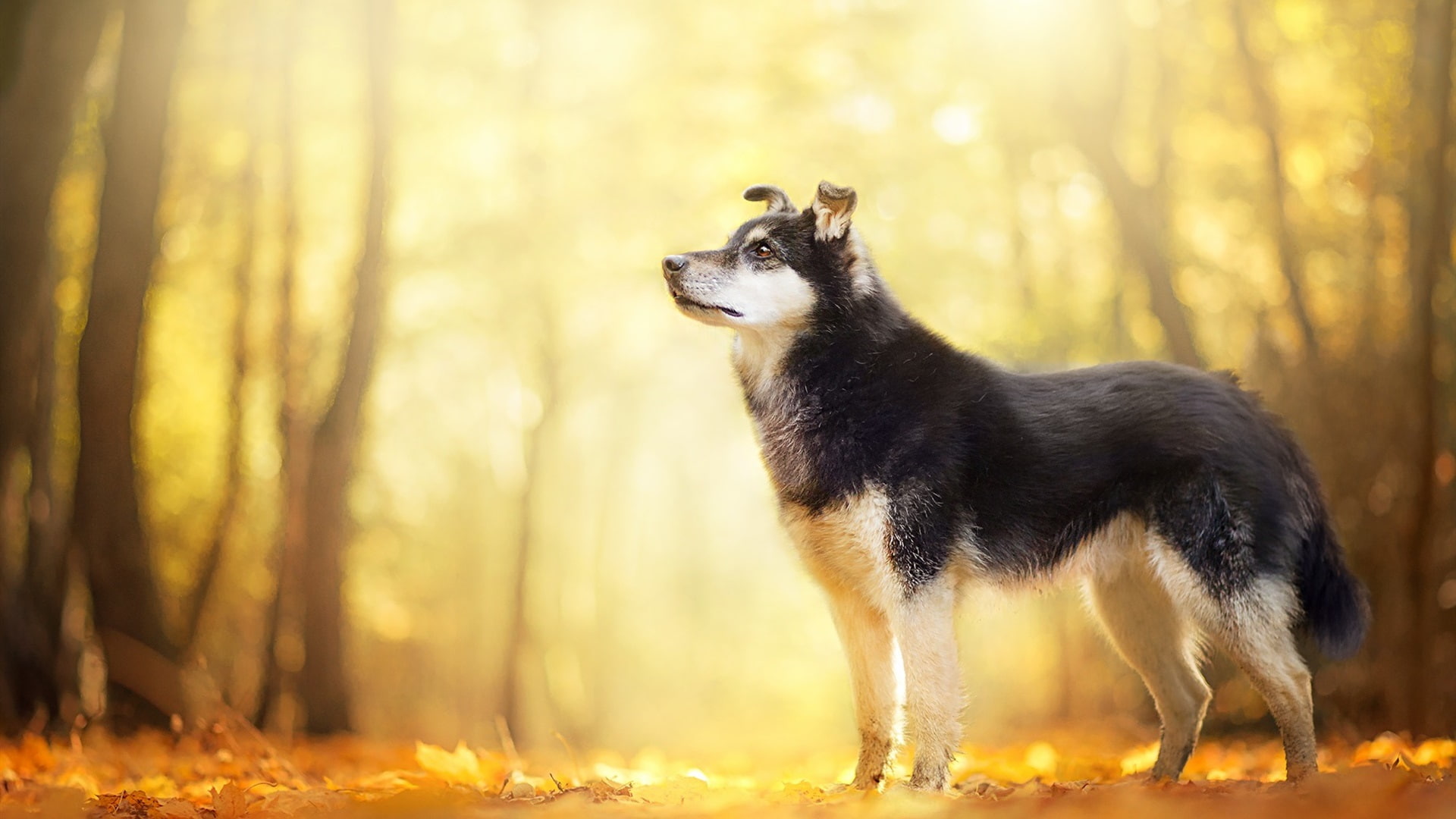 Dog, Black, White, siberian, Trees, 1080P, husky, Forest, HD Wallpaper