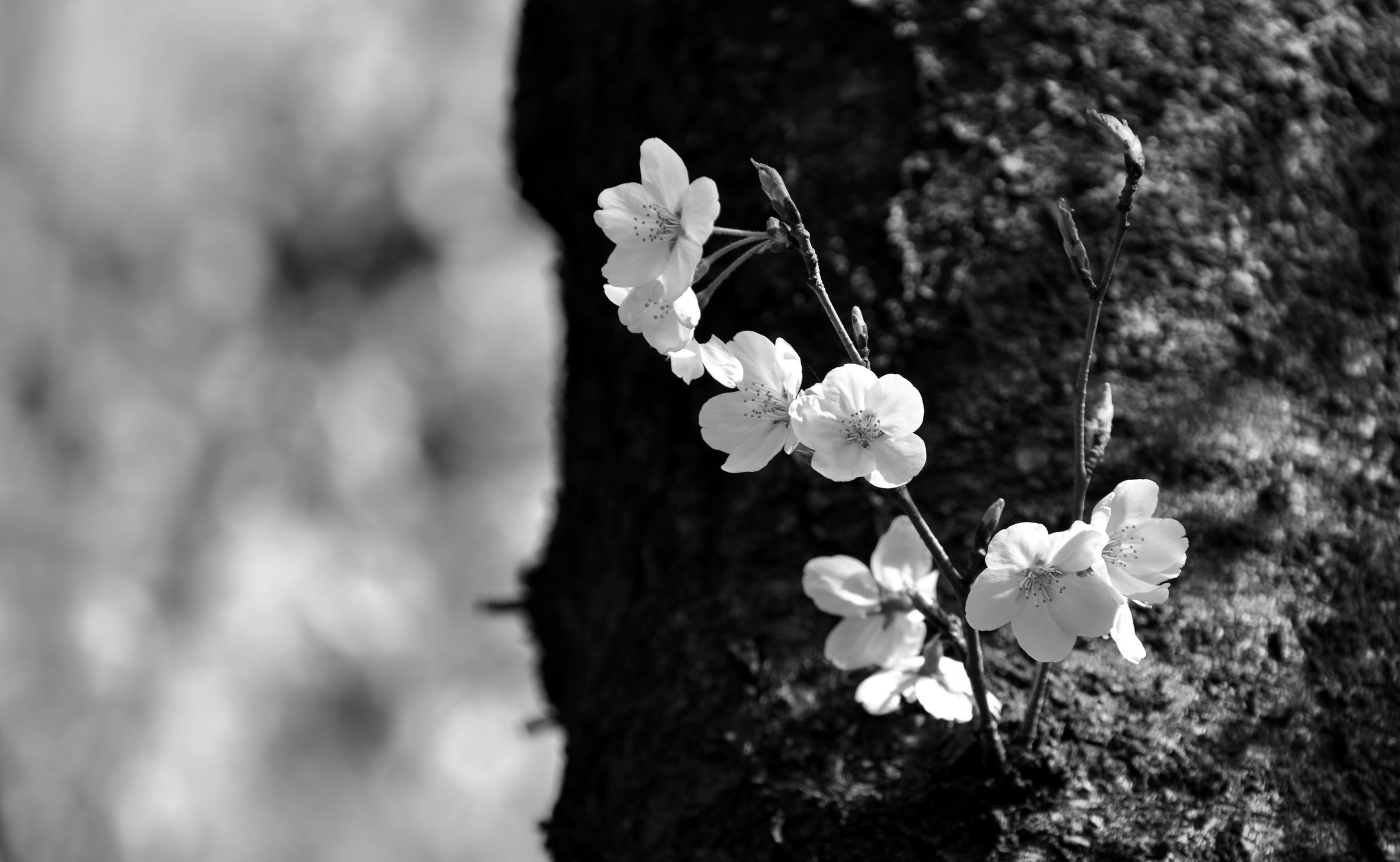 petal, Japan, outdoors, close-up, saranuma, adachiku, Tokyo, 2K, focus on foreground, Nature, Spring, black, tree trunk, beauty in nature, trunk, growth, HD Wallpaper