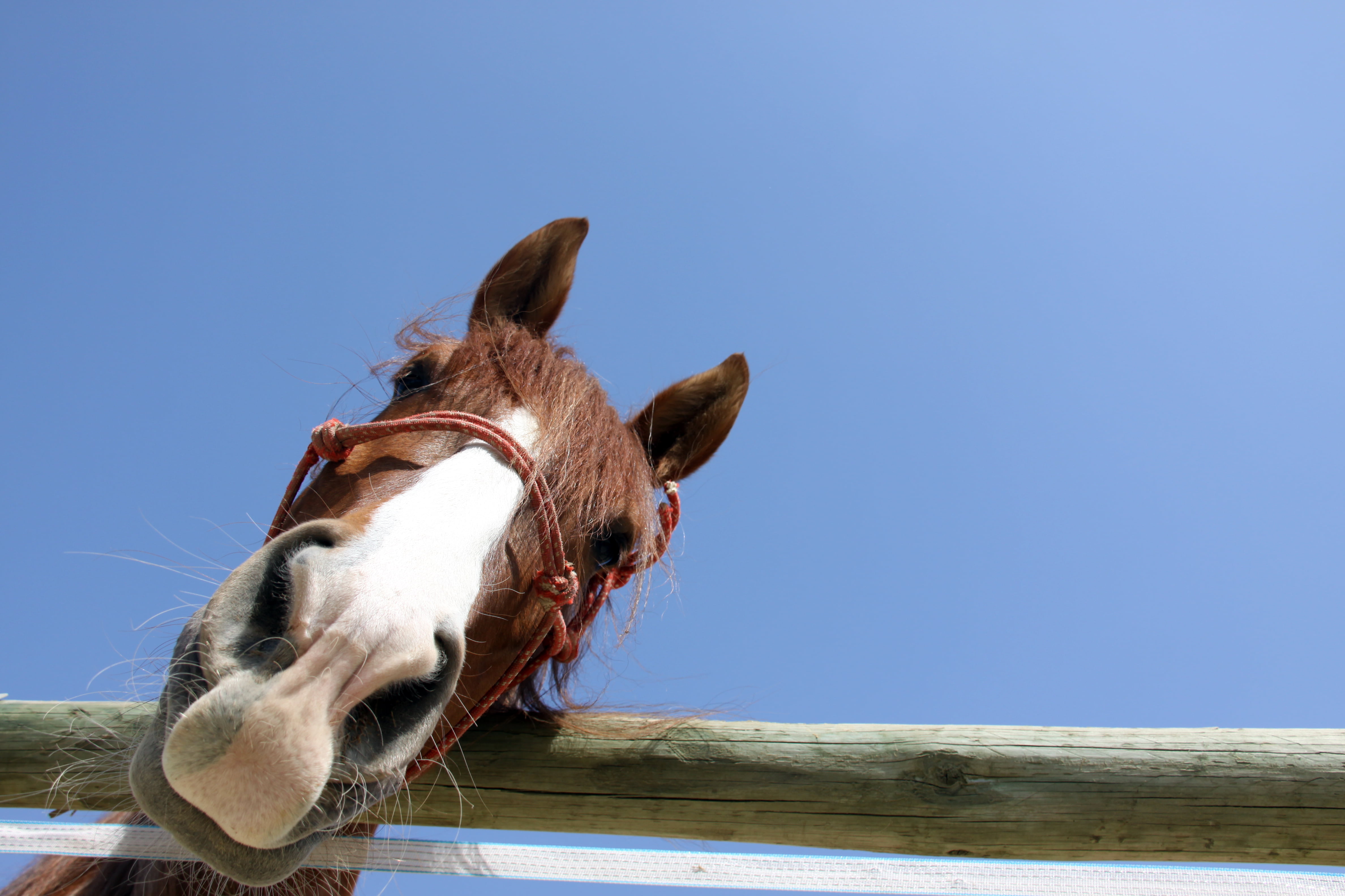 Catalunya, Cheval, 4K, Cavall, Ordal, outdoors, brown, animal Head, Ciel, mammal, horse head, Sant Pau, head on, Abril, animal, one horse town, Azul, head, HD Wallpaper